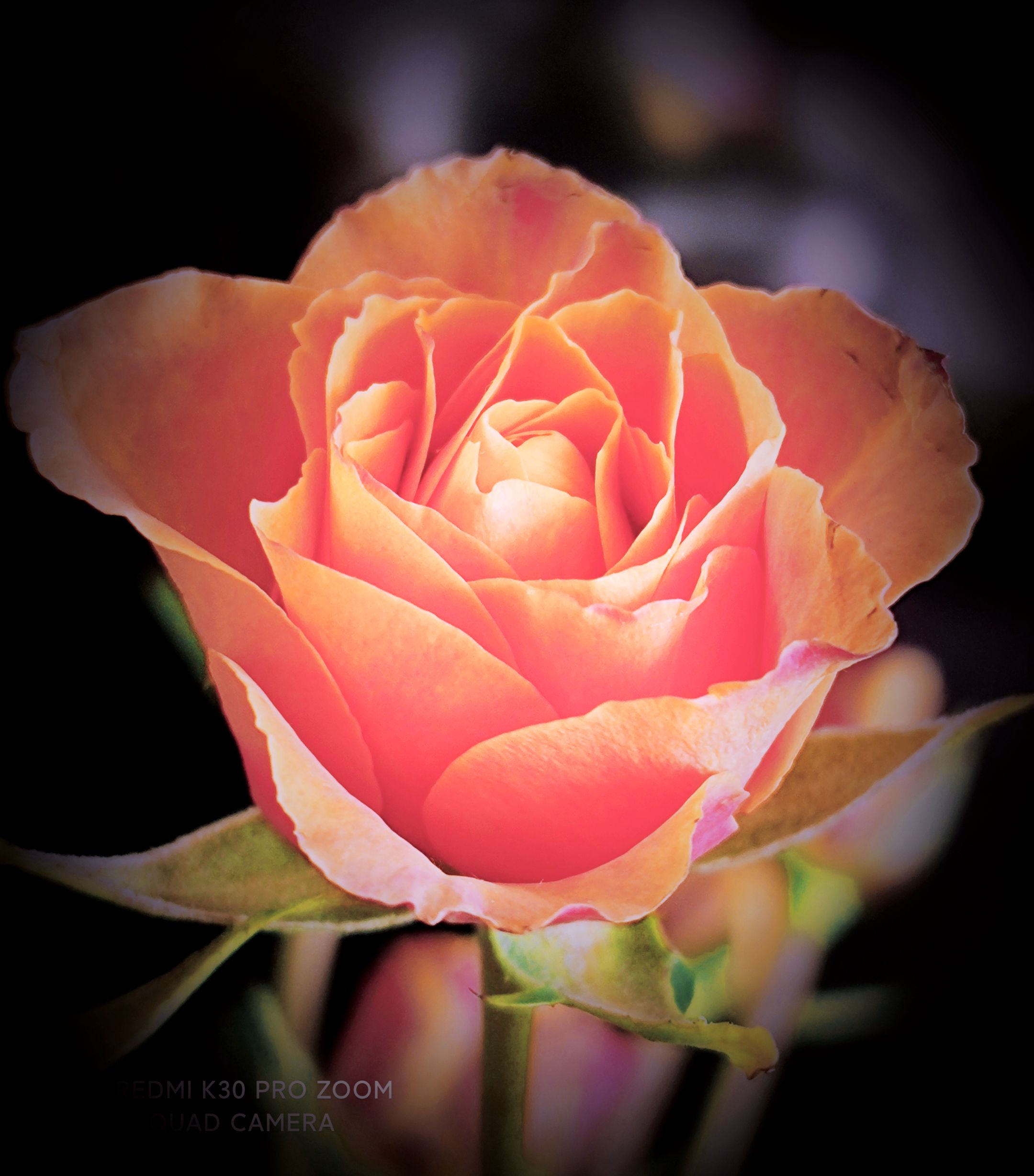 金色月季vv首发