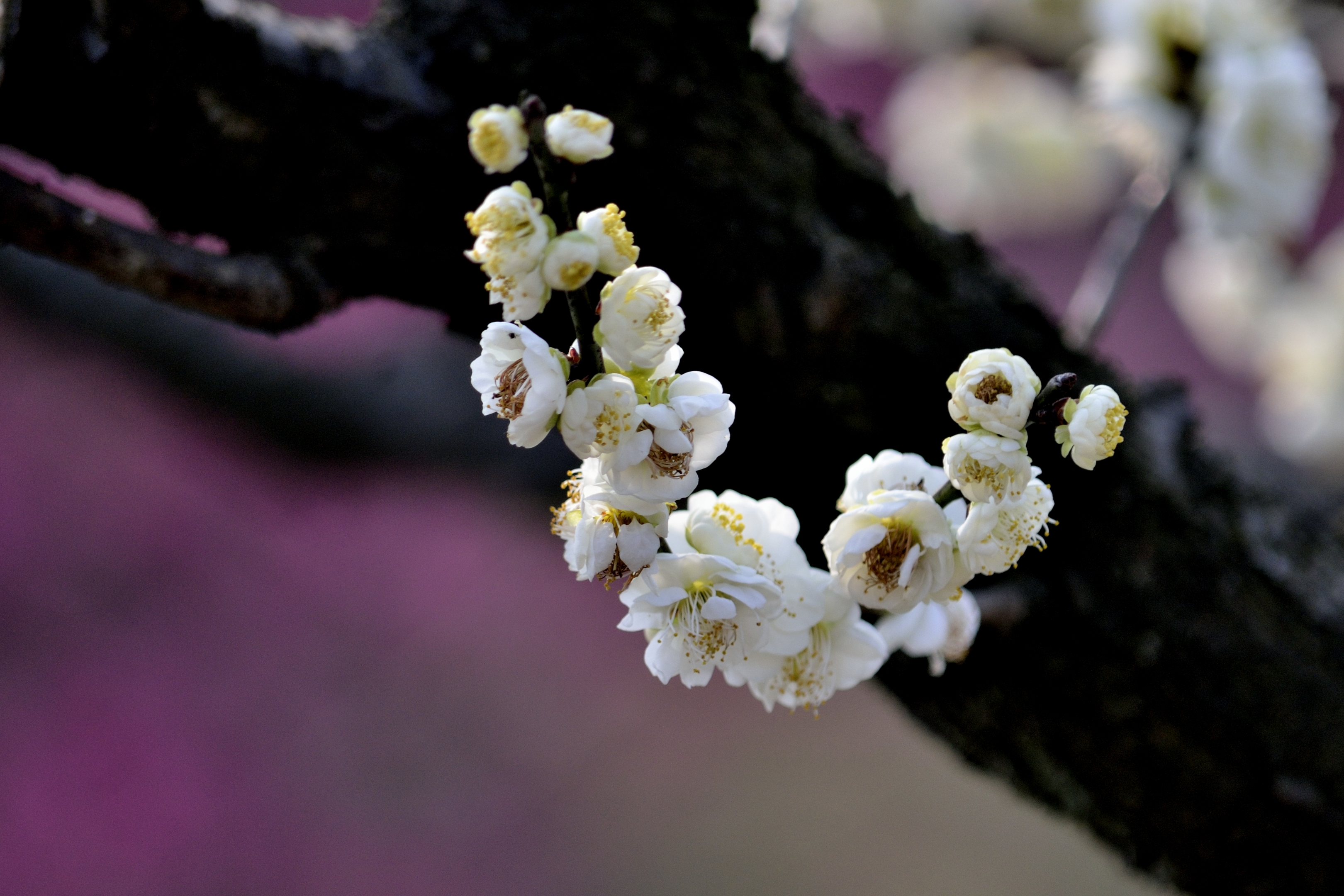 梅花系列一小绿萼梅(首发)