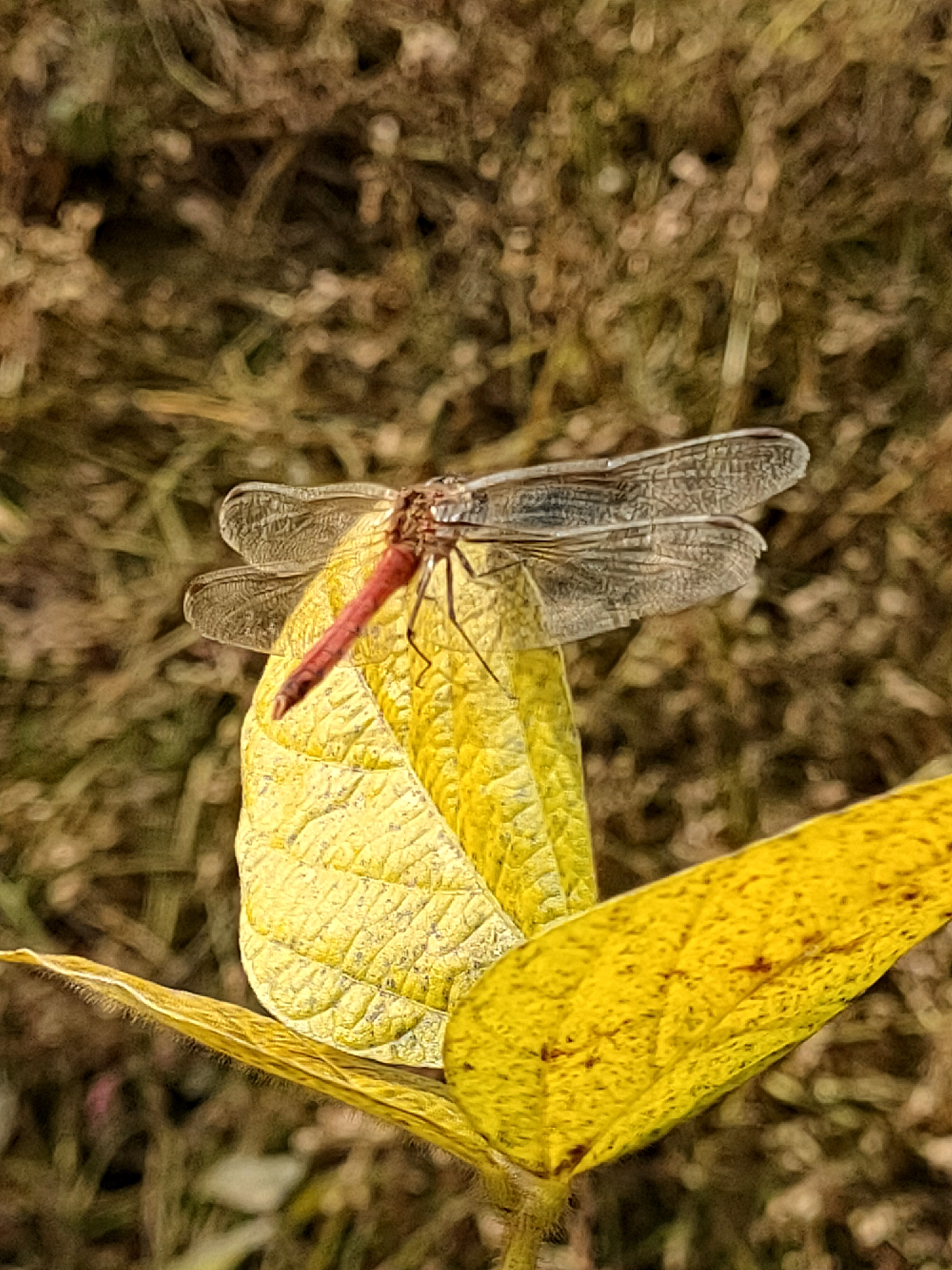 寻找红蜻蜓图片