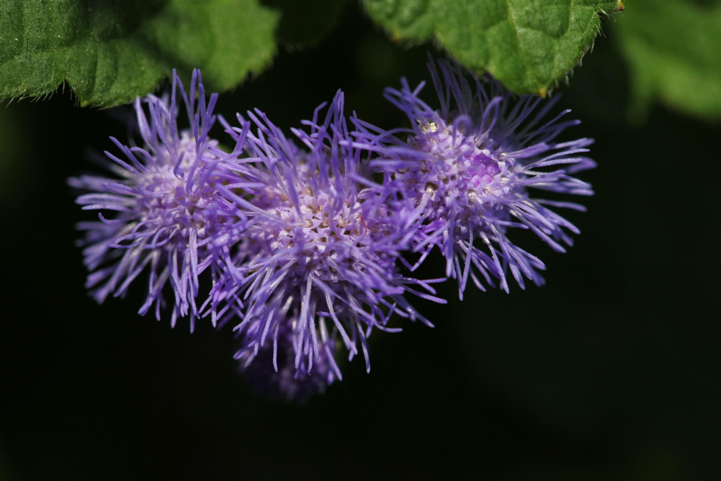 魅紫色的熊耳草