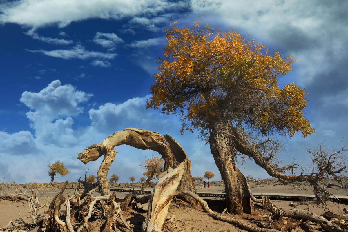 生如胡杨作者阿紫