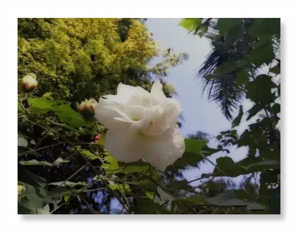 独自芬芳的芙蓉花