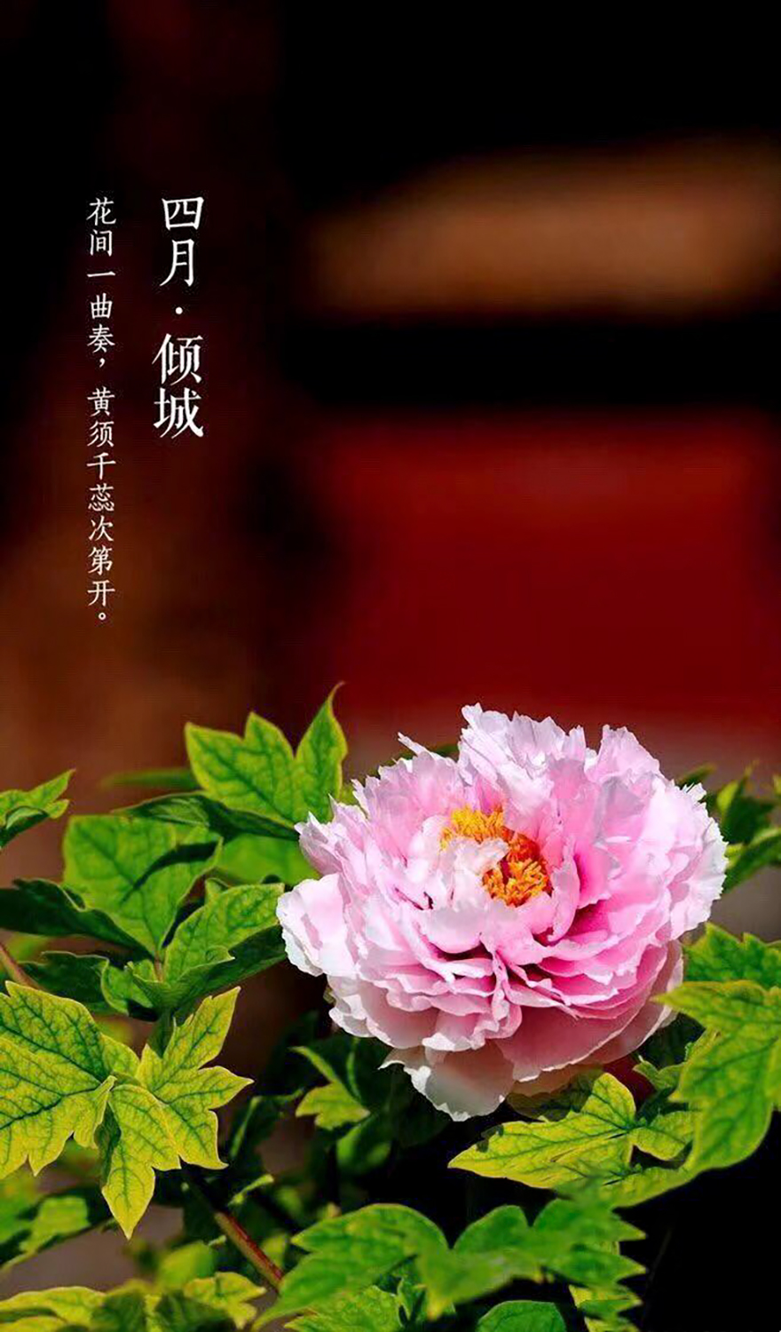 名师开小灶:泉韵谈正是牡丹盛开时,如何拍出新意来