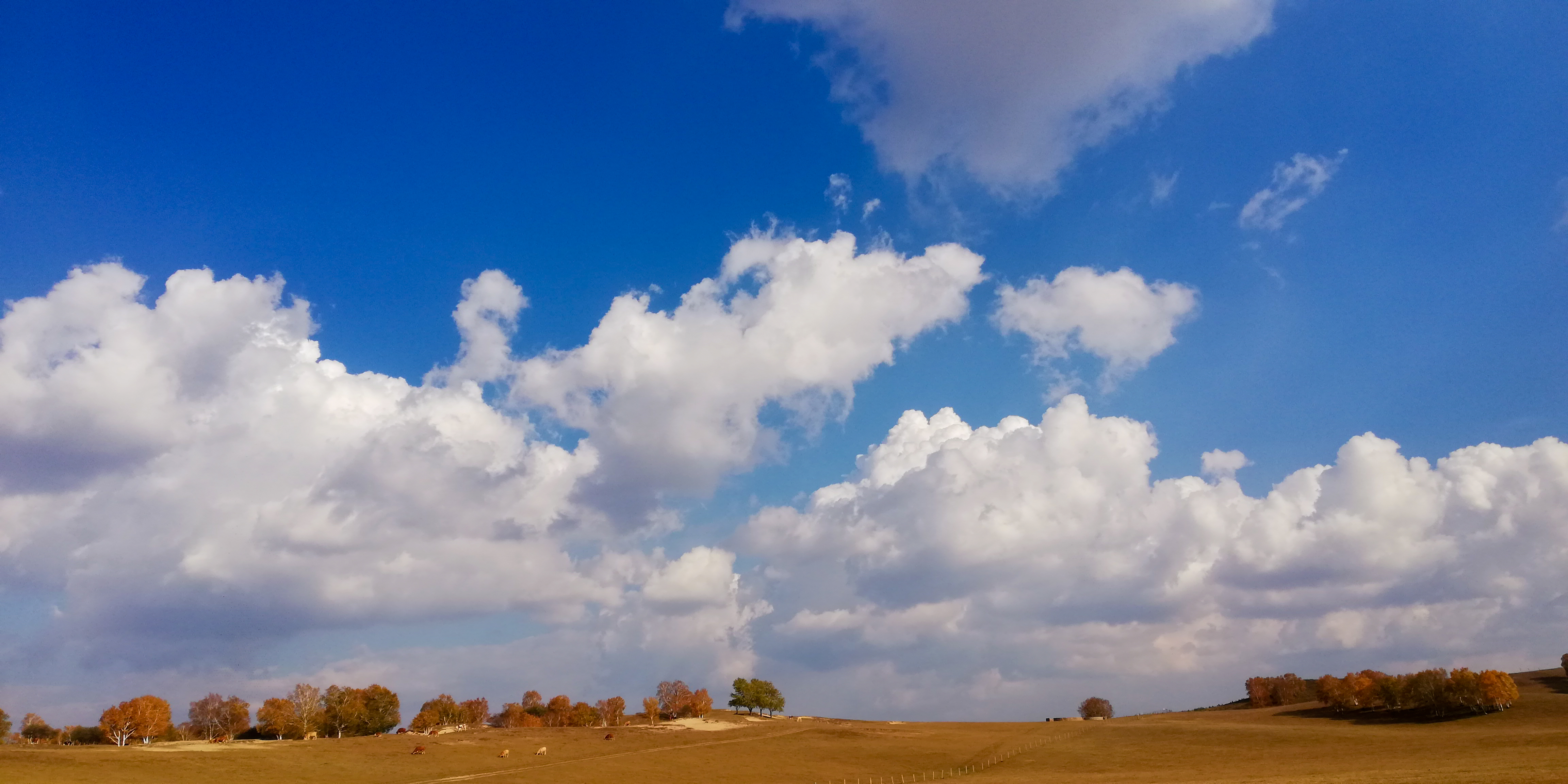 大草原,蓝天白云我的家
