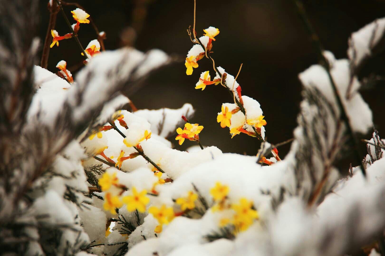 田成喜傲雪迎春图片