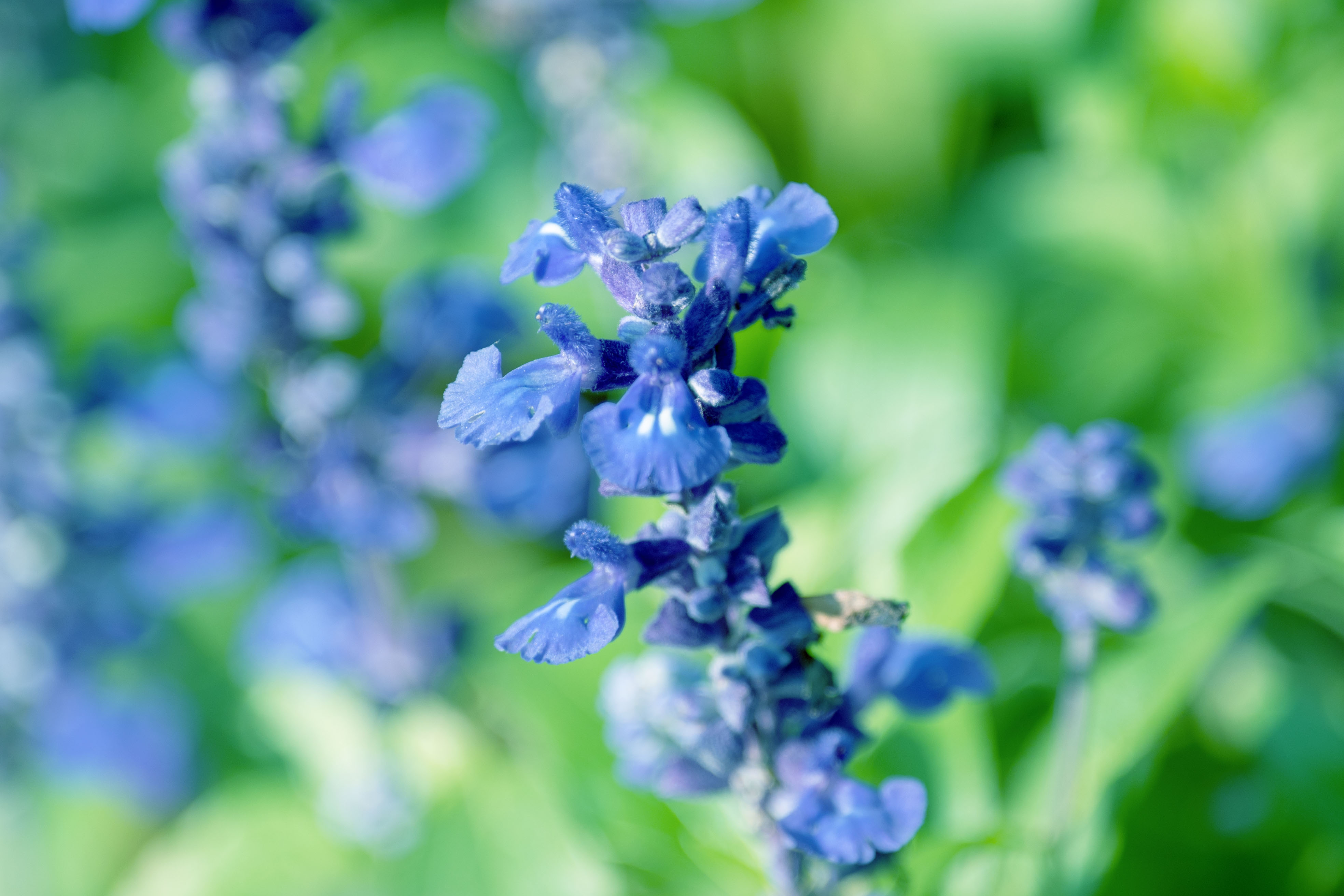 蓝花鼠尾草首发