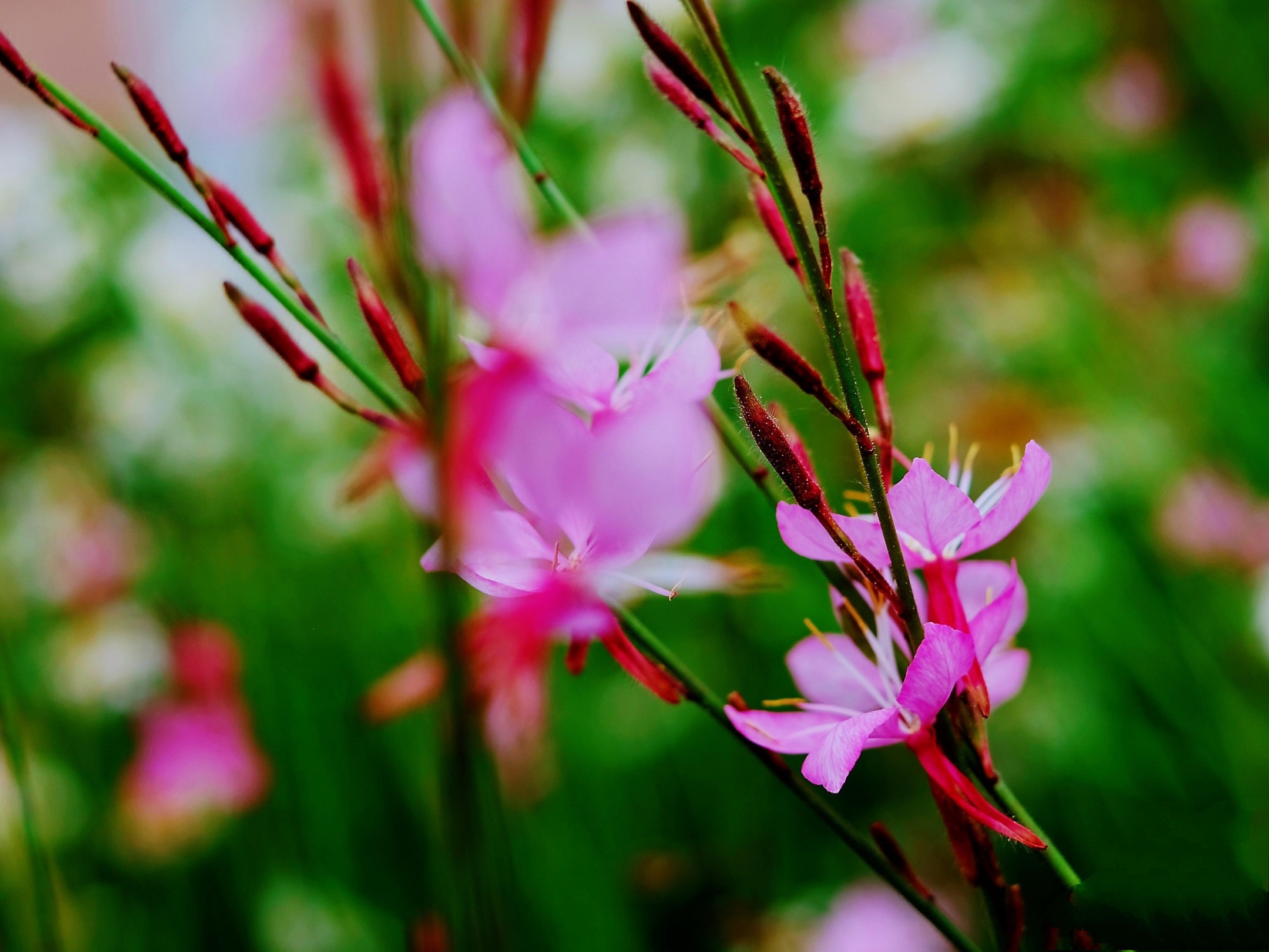 山桃草(山桃草花语)