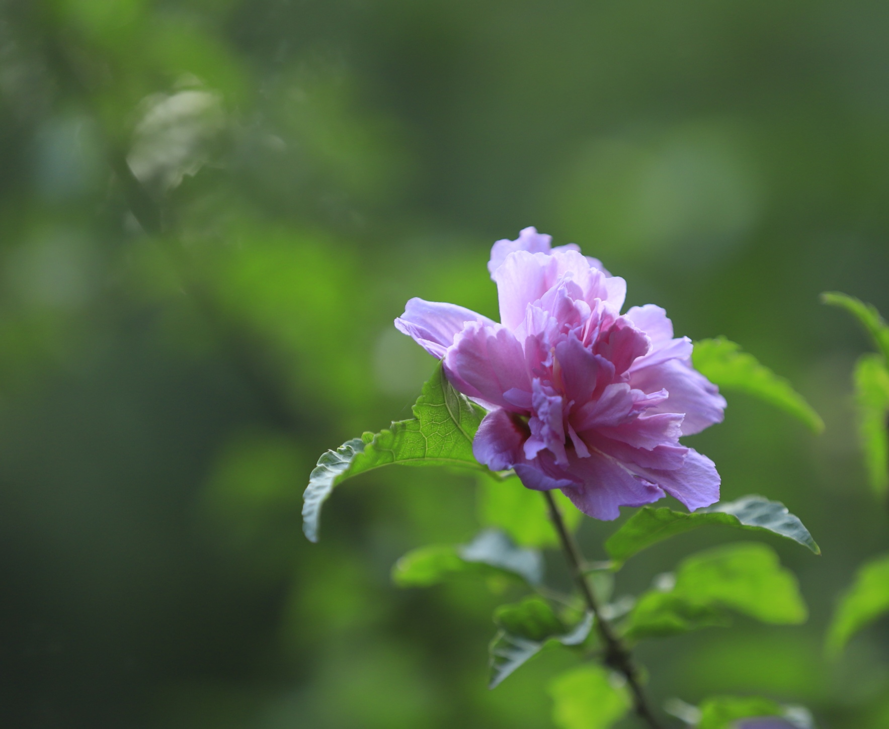 首发木槿花