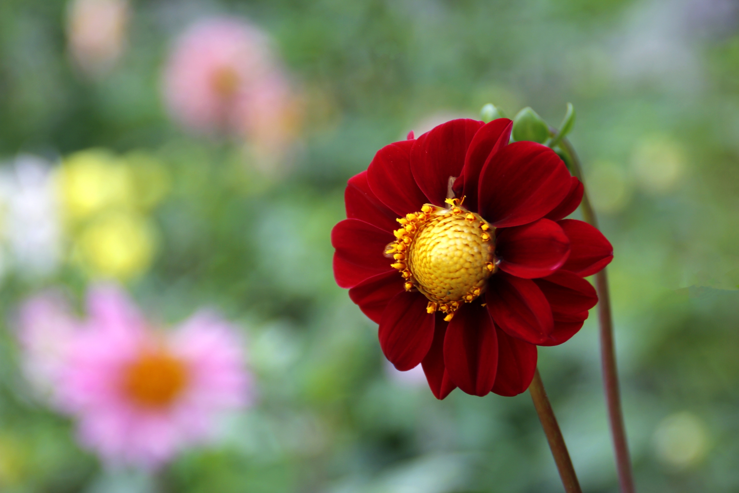 首发缤纷的小丽花二