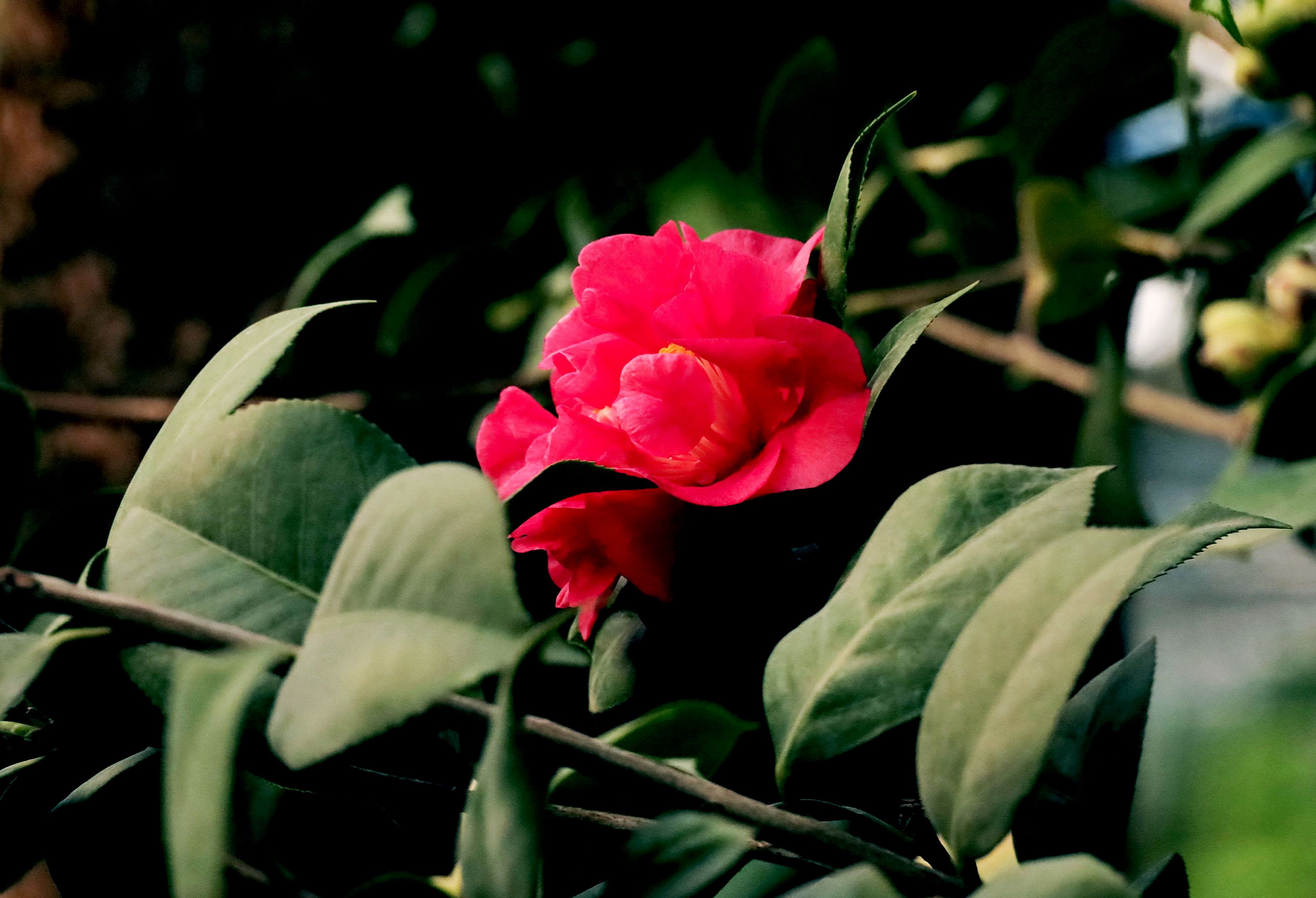 红露珍茶花首发