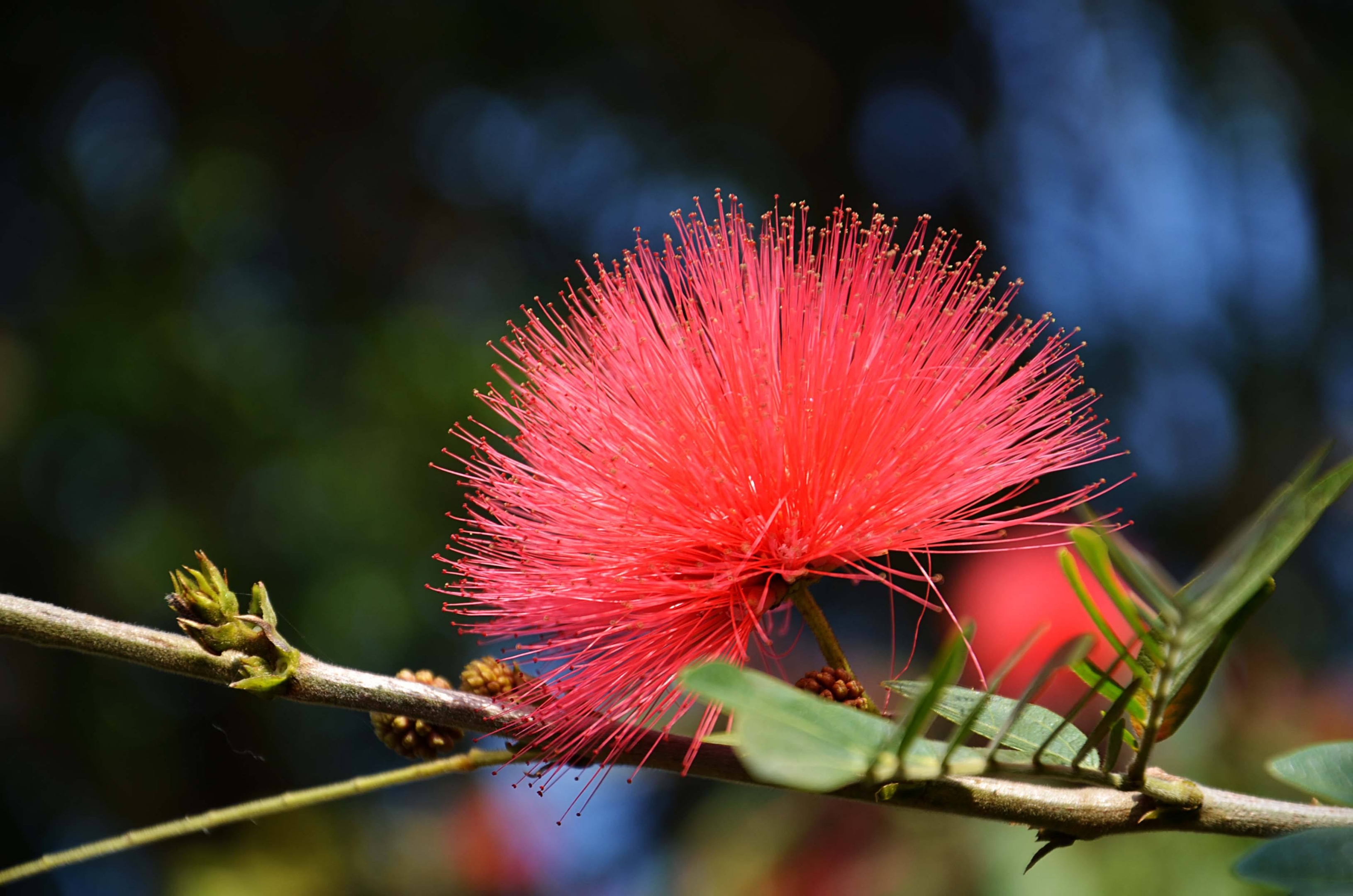 朱缨花花如丝灵动叶如羽飘逸