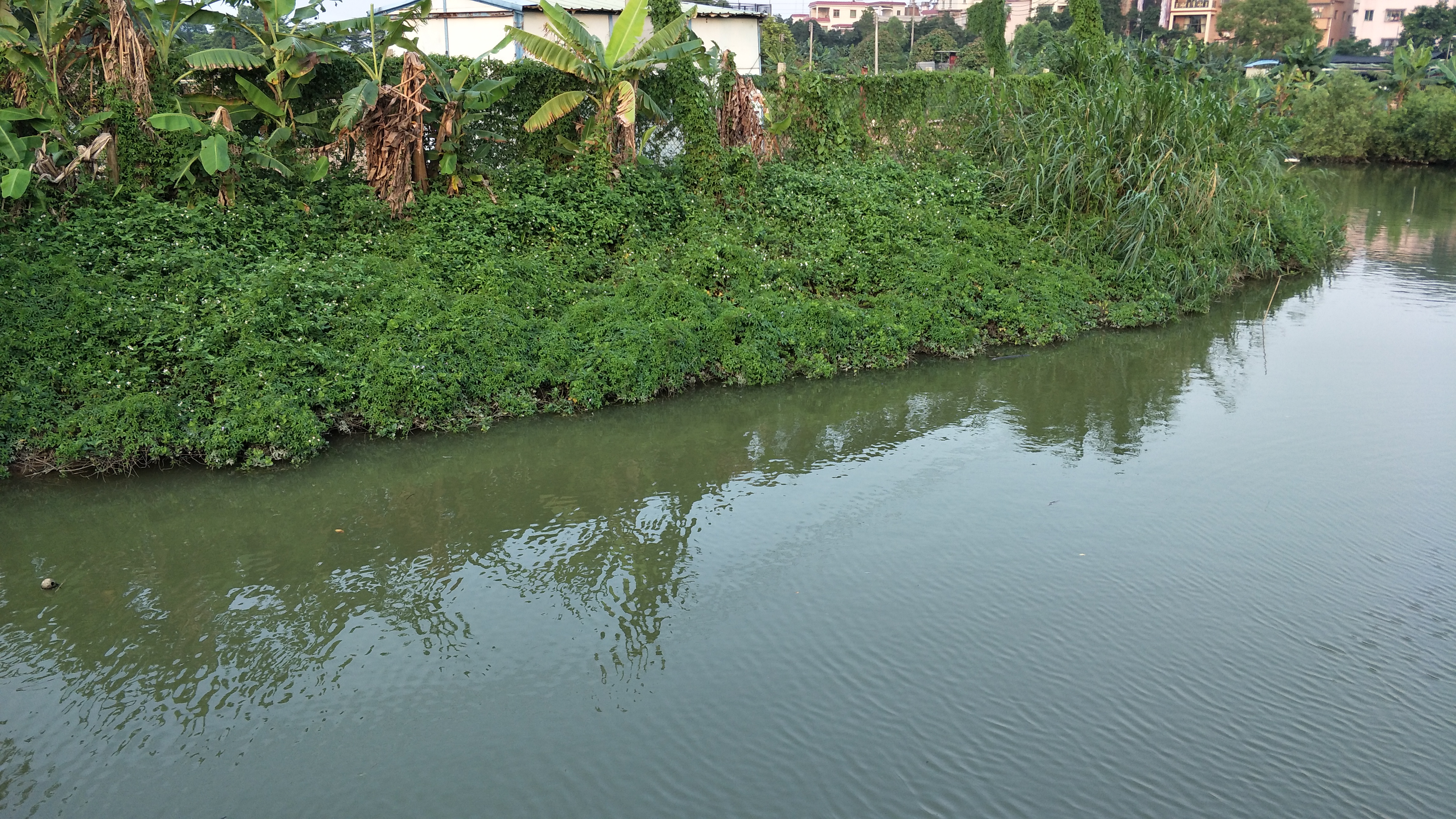 巡河十五:绿满河岸垂钓者众