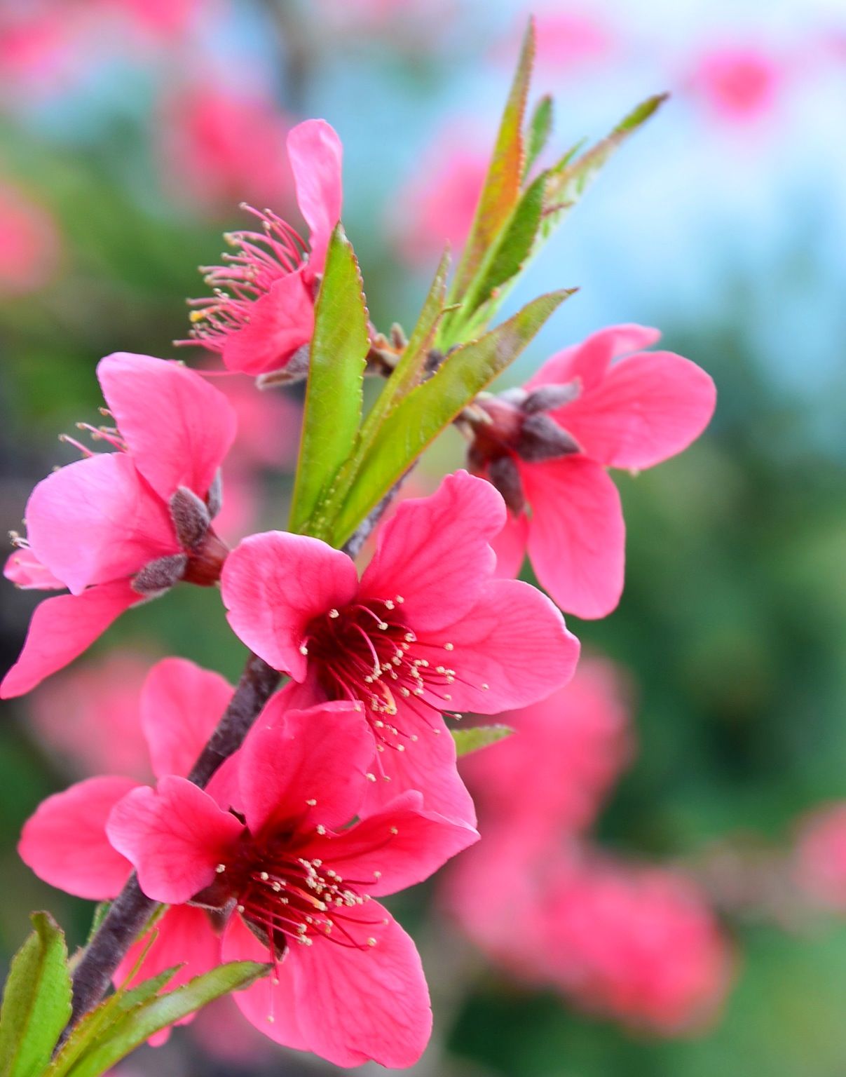 vv首发桃花朵朵开