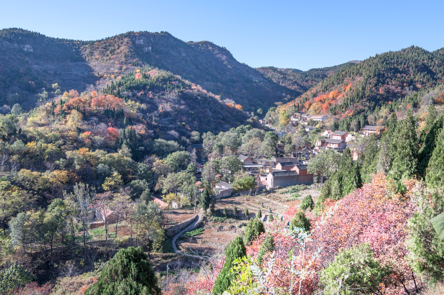 金色的秋天 绚丽的太行