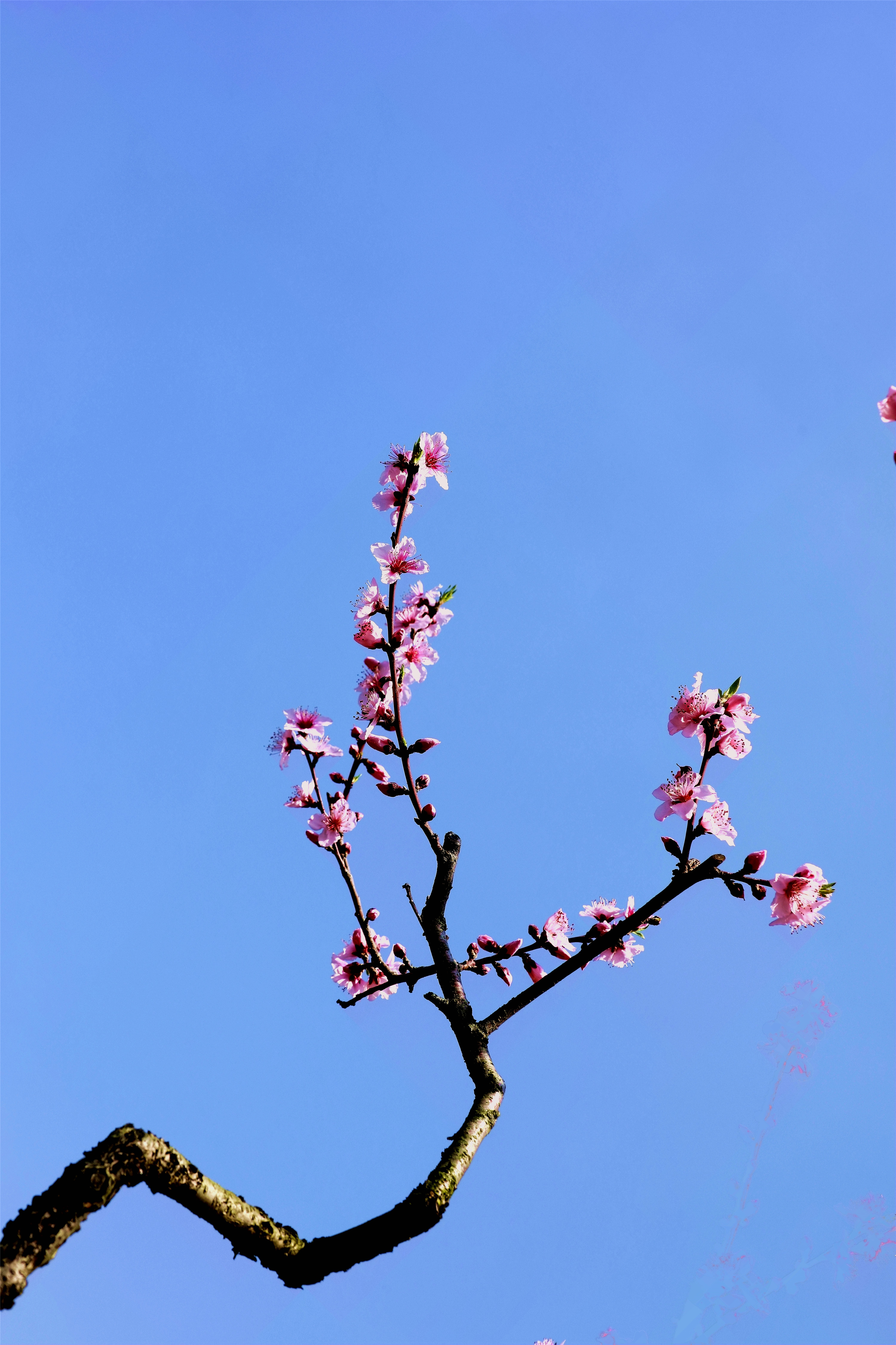 春暖花开,鸟语花香,疫情已控,安康无恙.