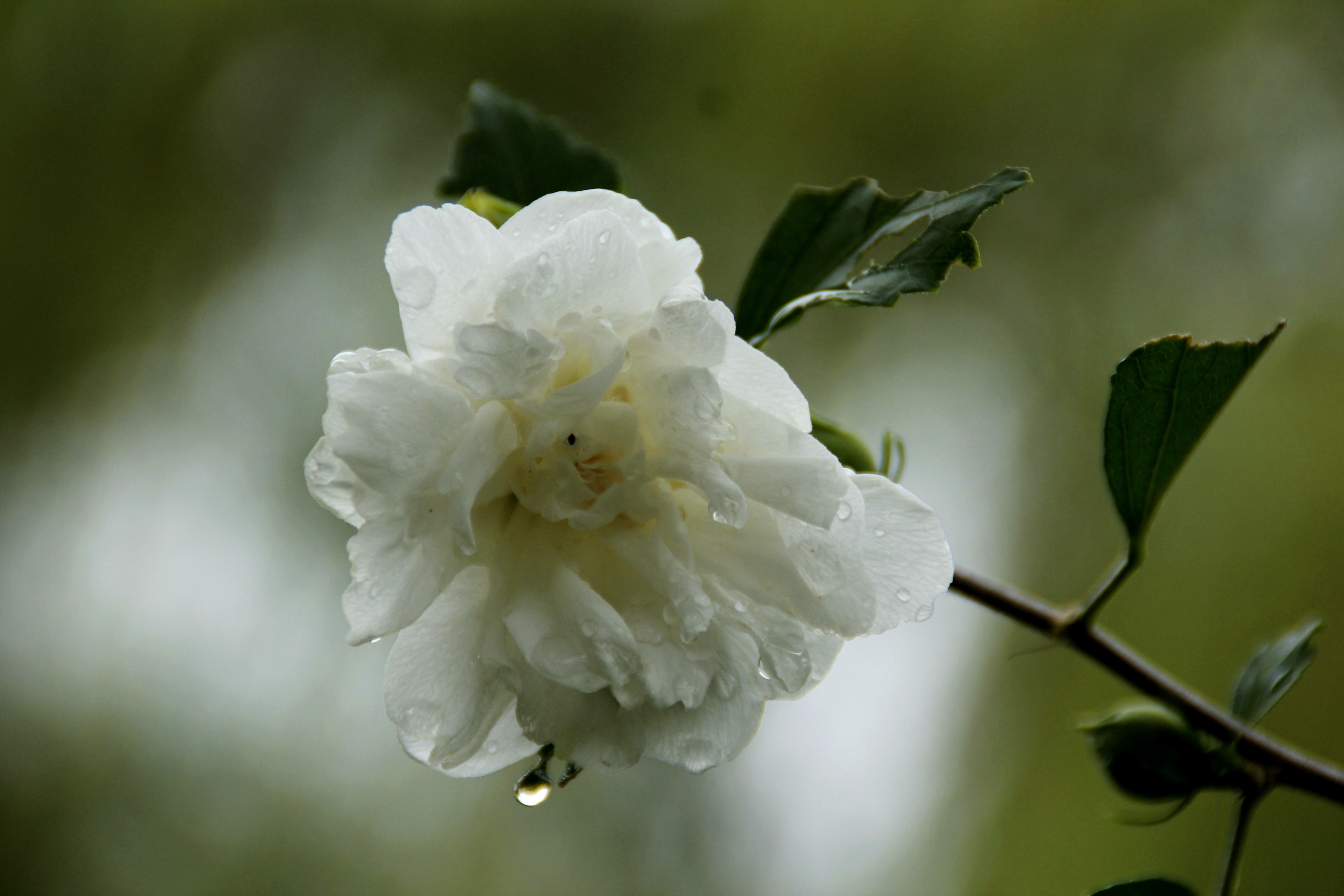首发白色木槿花
