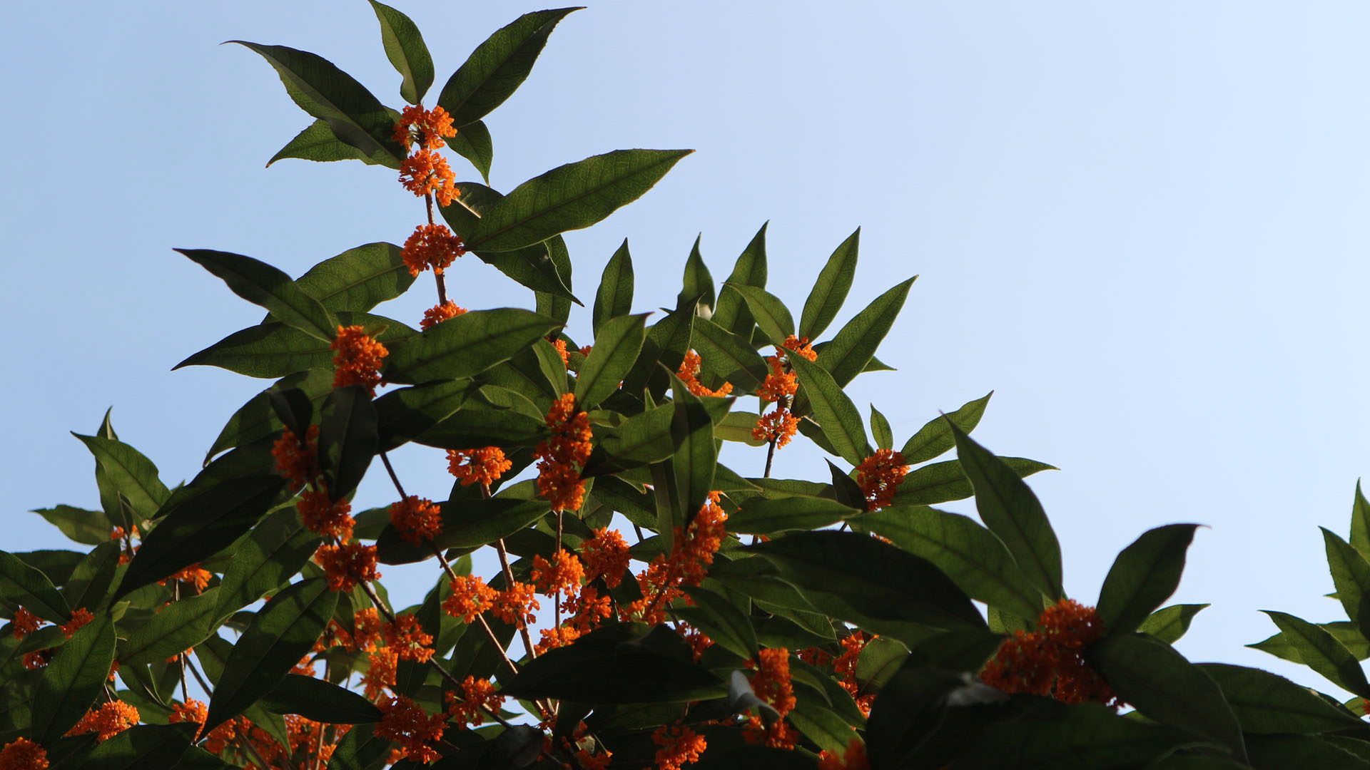 150家中五月落桂子