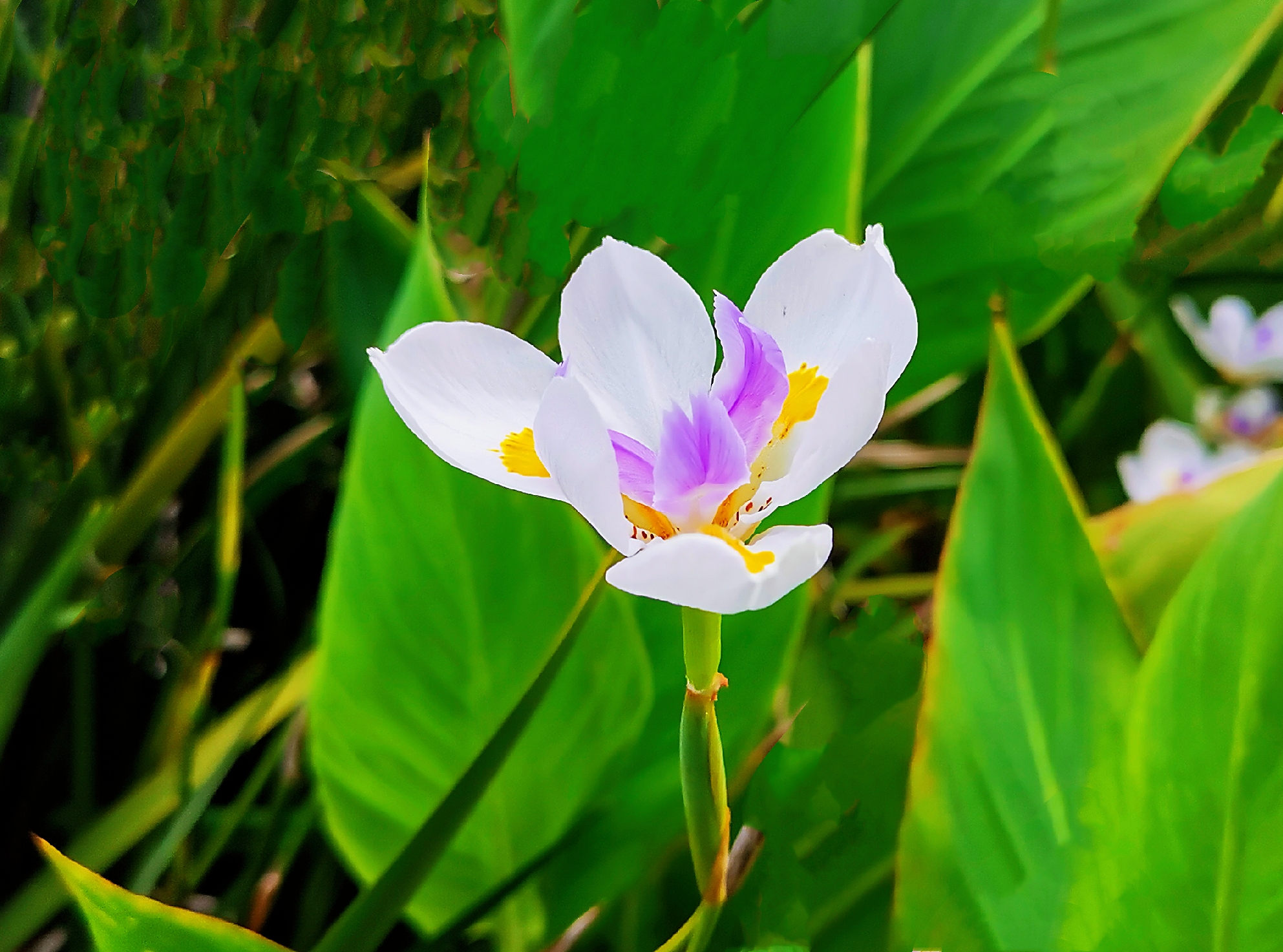 首发肖鸢尾花