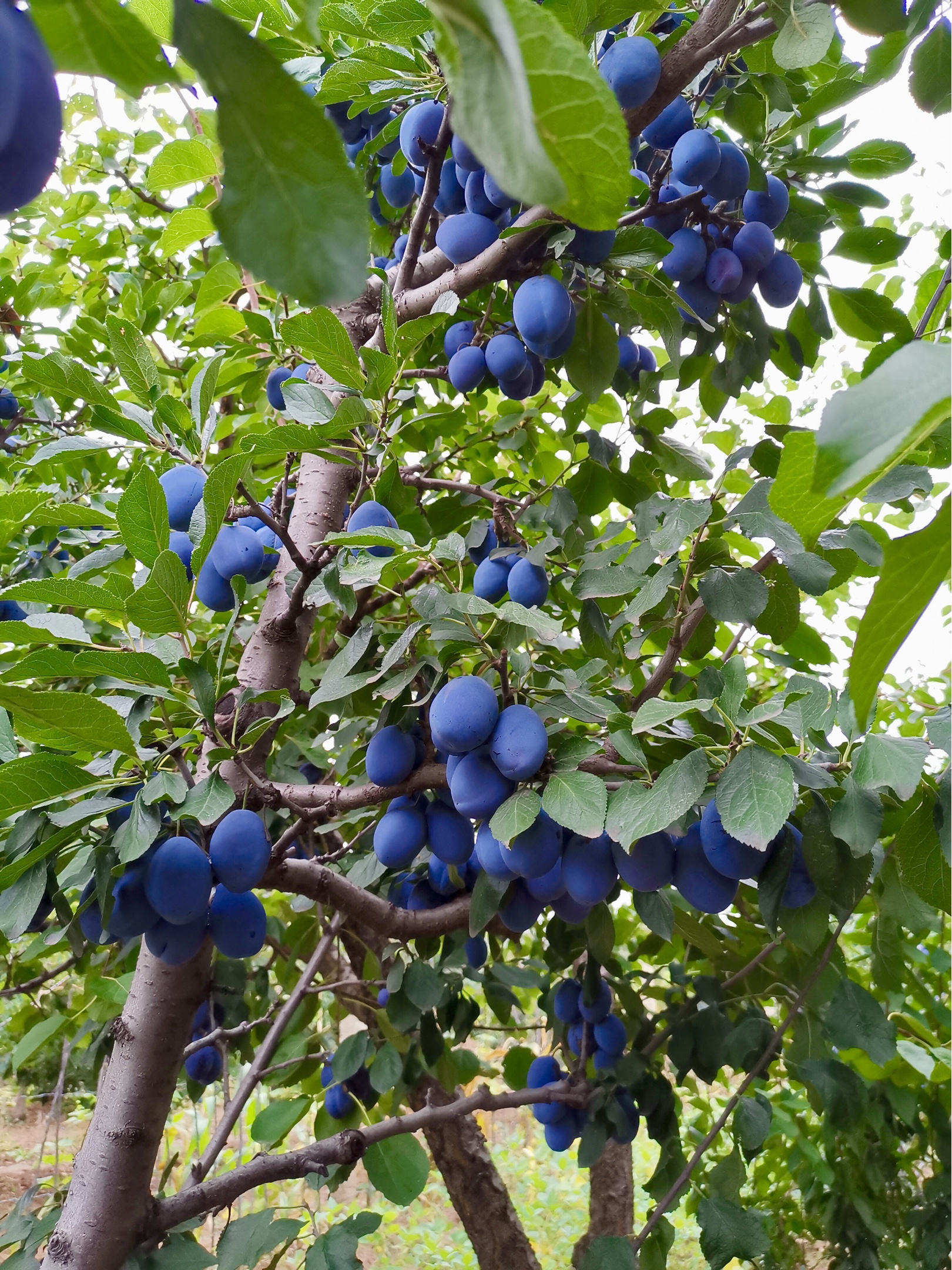 "奇迹水果"—西梅(加州)