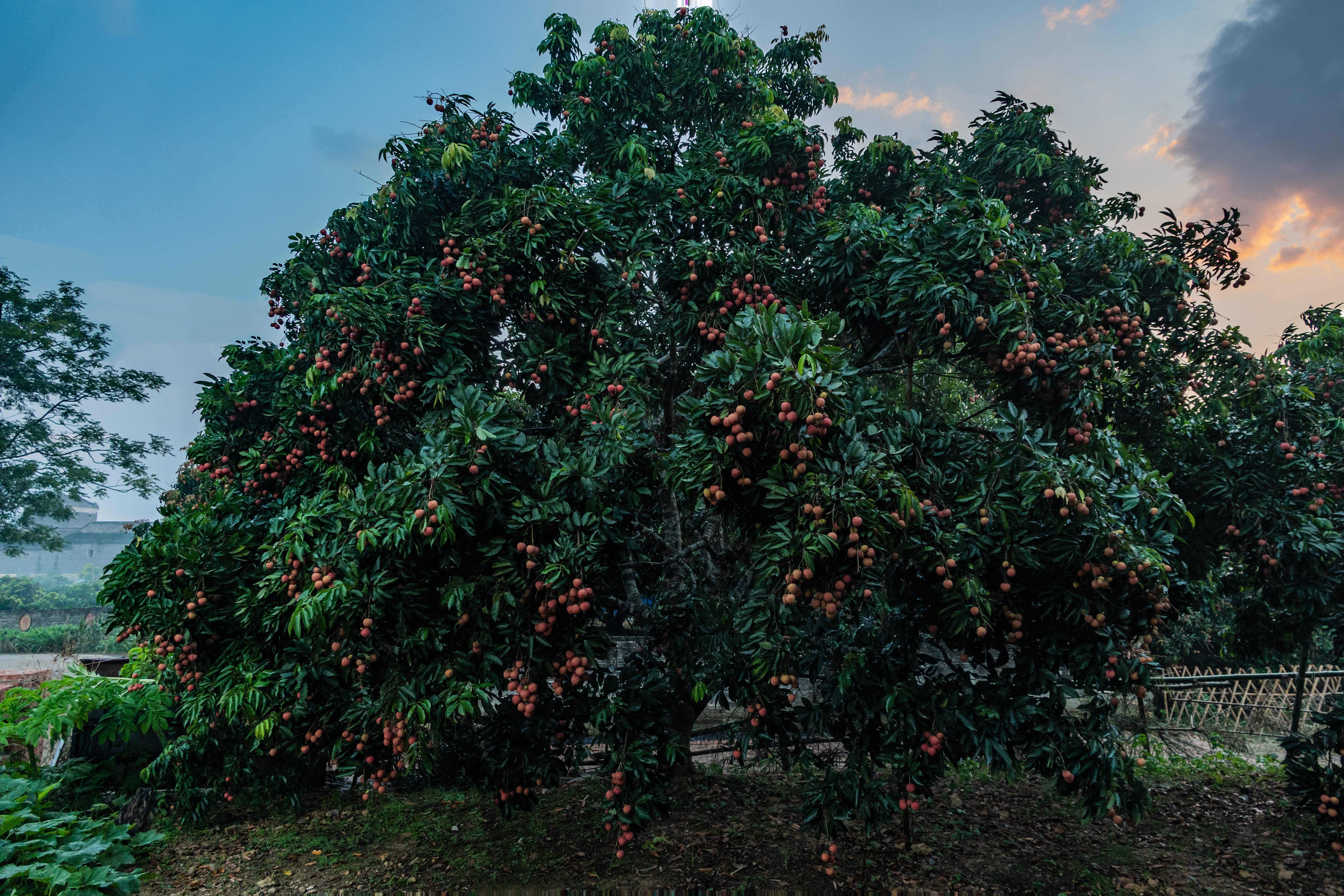 灵山荔枝节快到了,我赶在了开幕前踩了一下点,果然名不虚传,灵山的