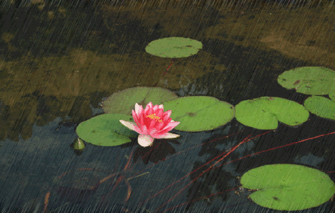 最美的花送给你