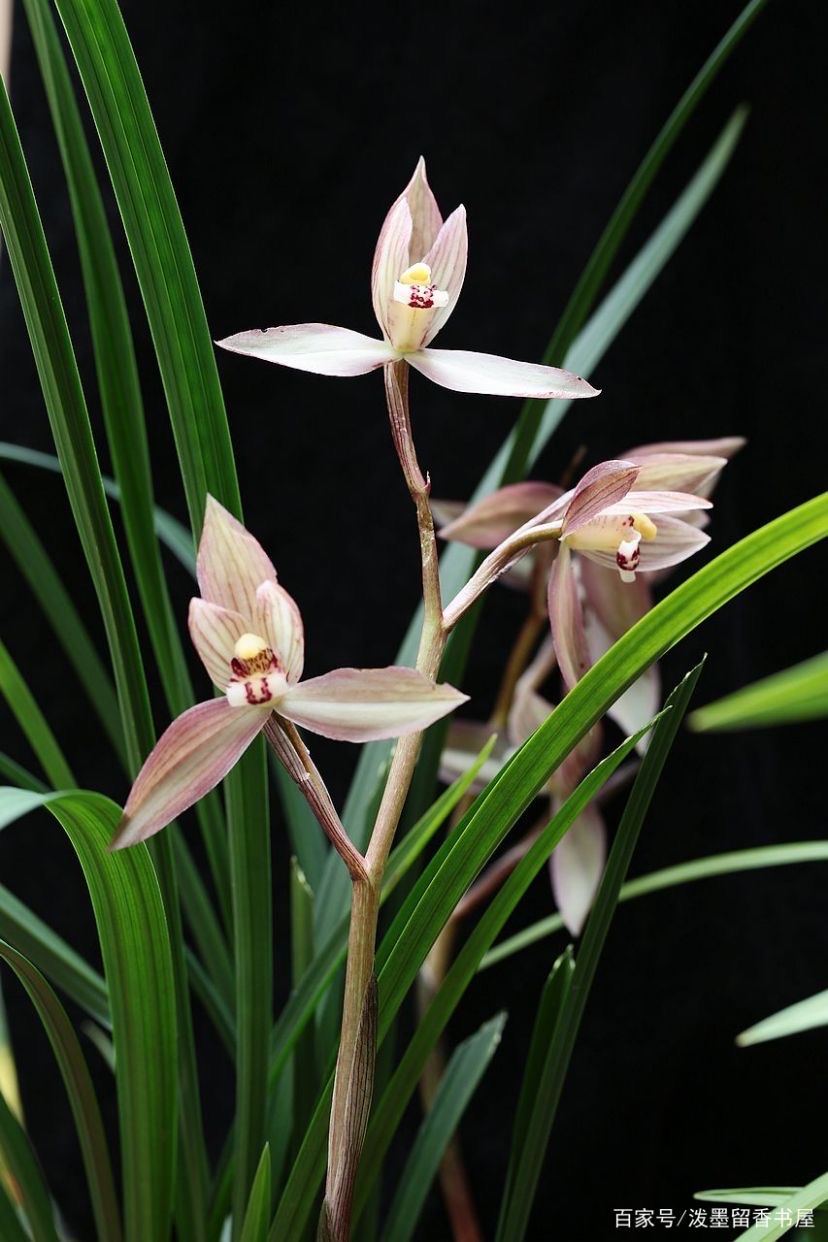 井冈山下种兰人