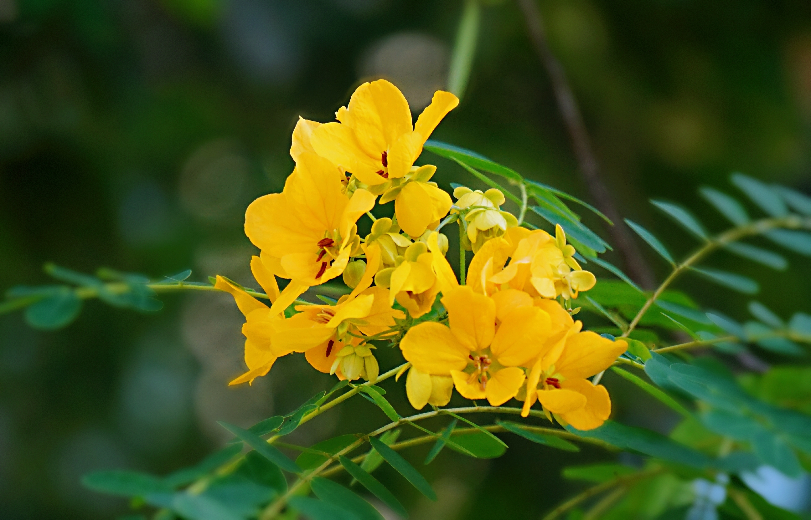 冬日里温柔盛开的黄槐花(vv首发)