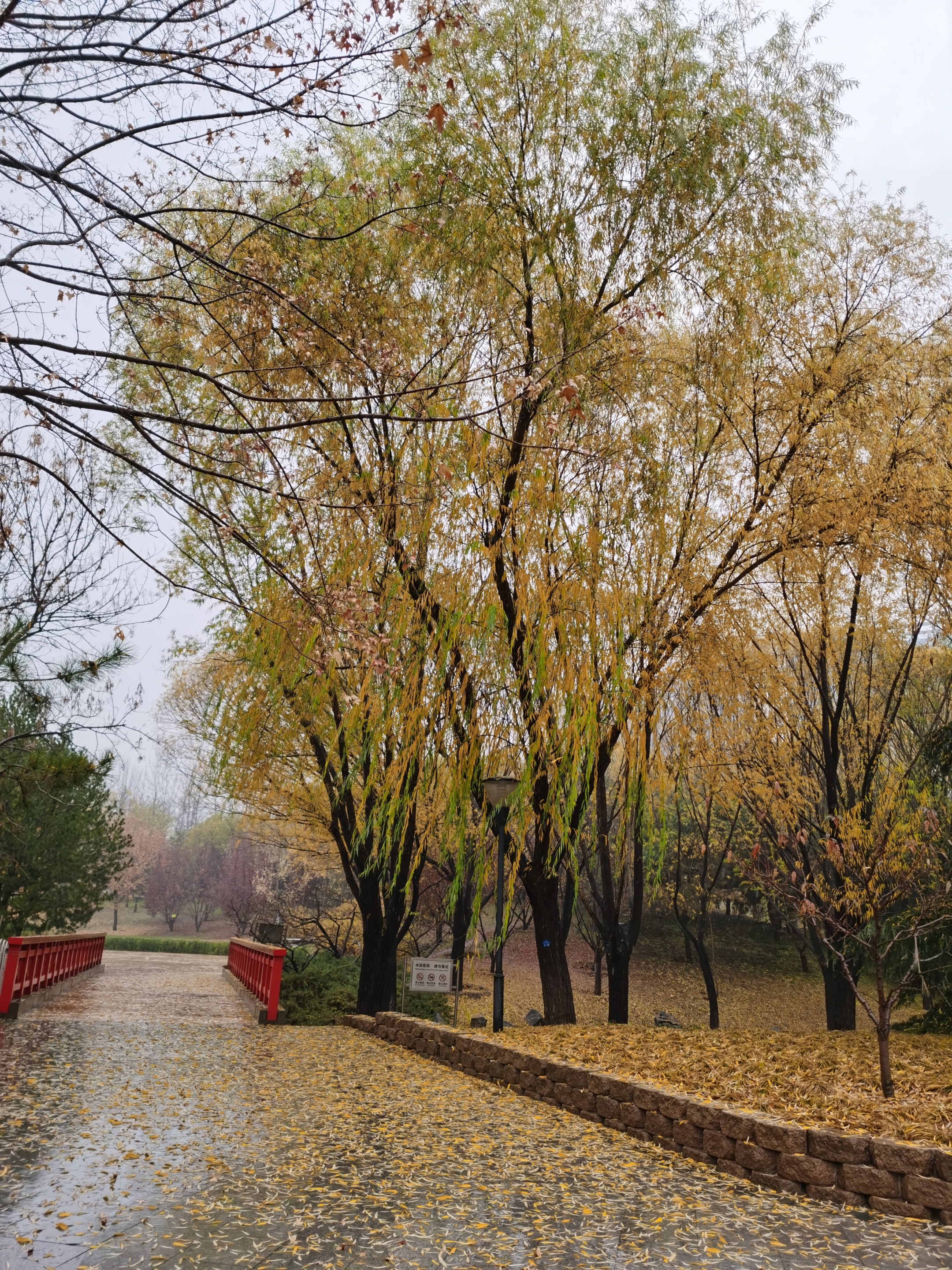 雨中梧桐不寂寞 (原创,首发)