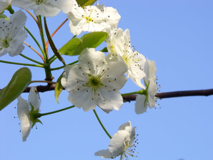 梨花开