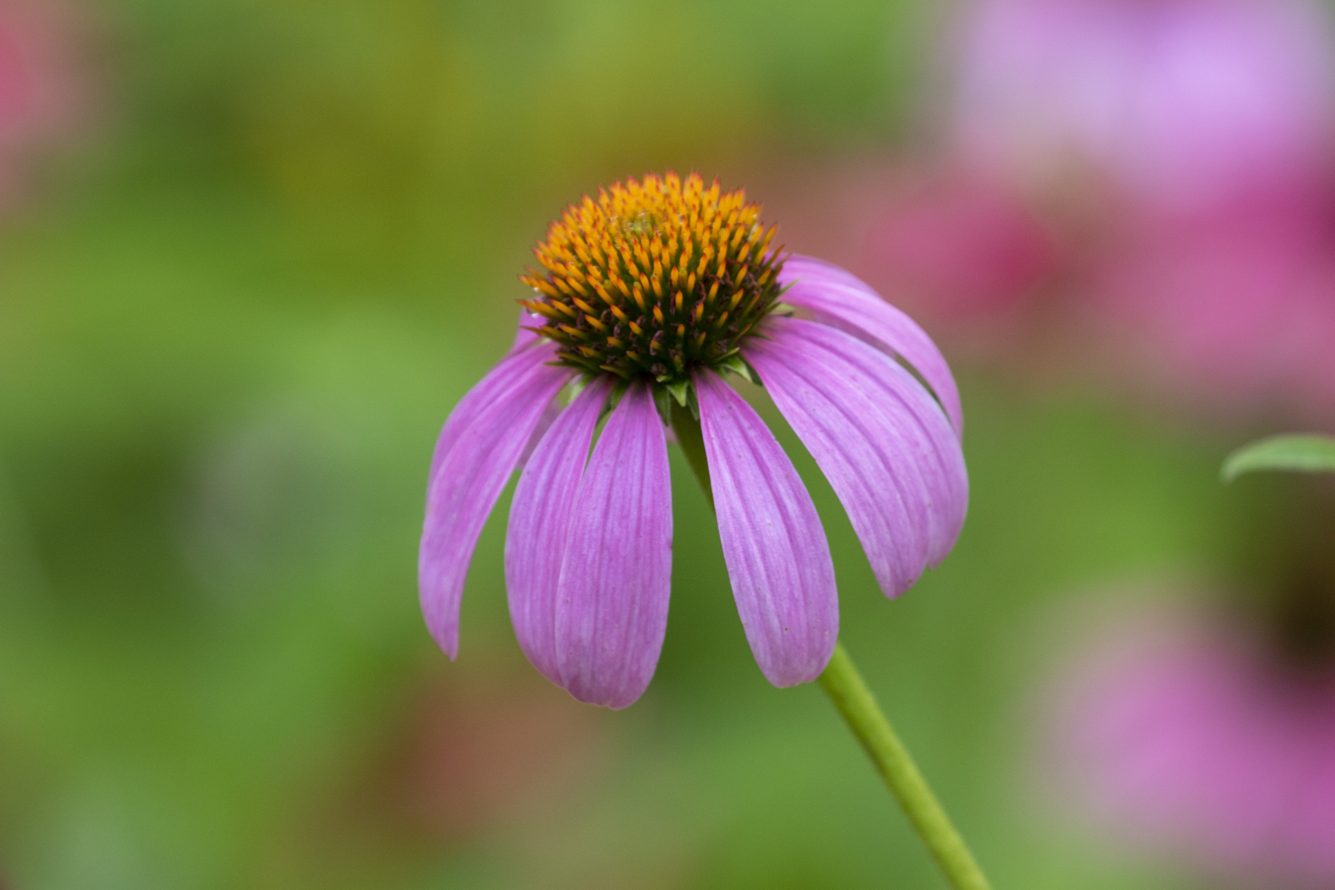 松果菊,又名紫锥花,紫锥菊,紫松果菊等,是菊科松果菊属,是多年生
