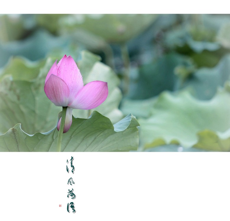 《清风荷语》(原创)