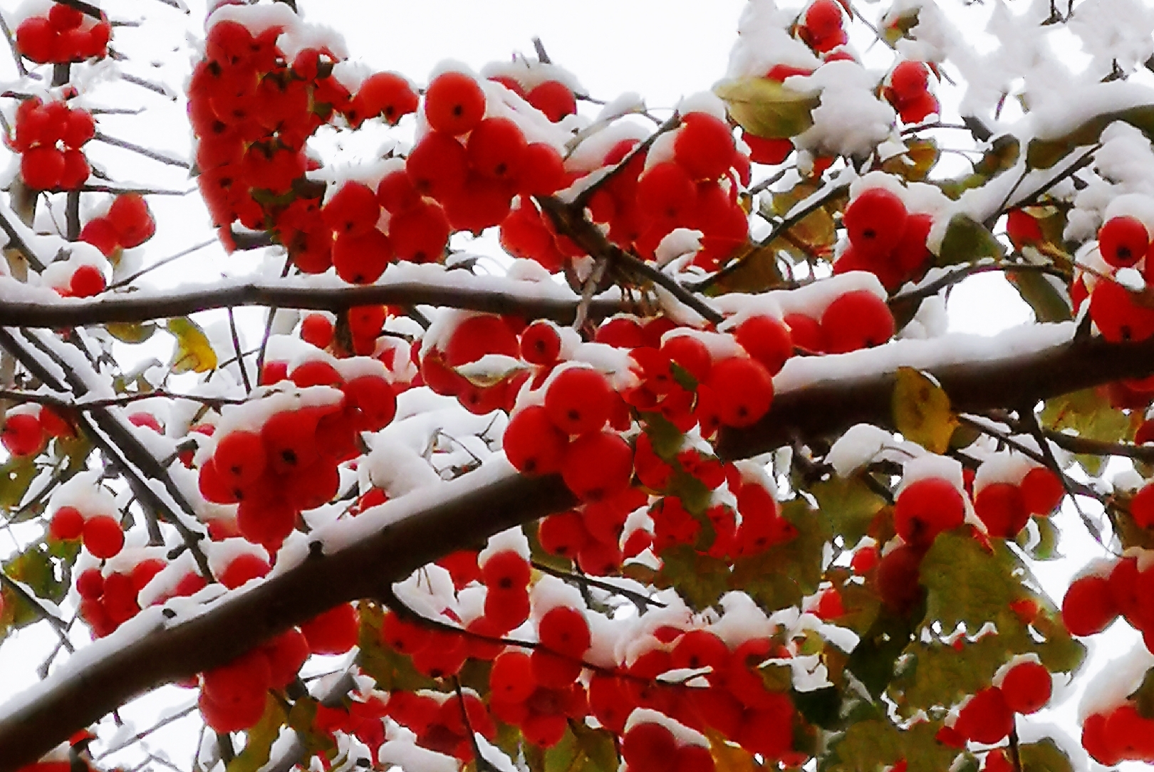 美丽冬红海棠果
