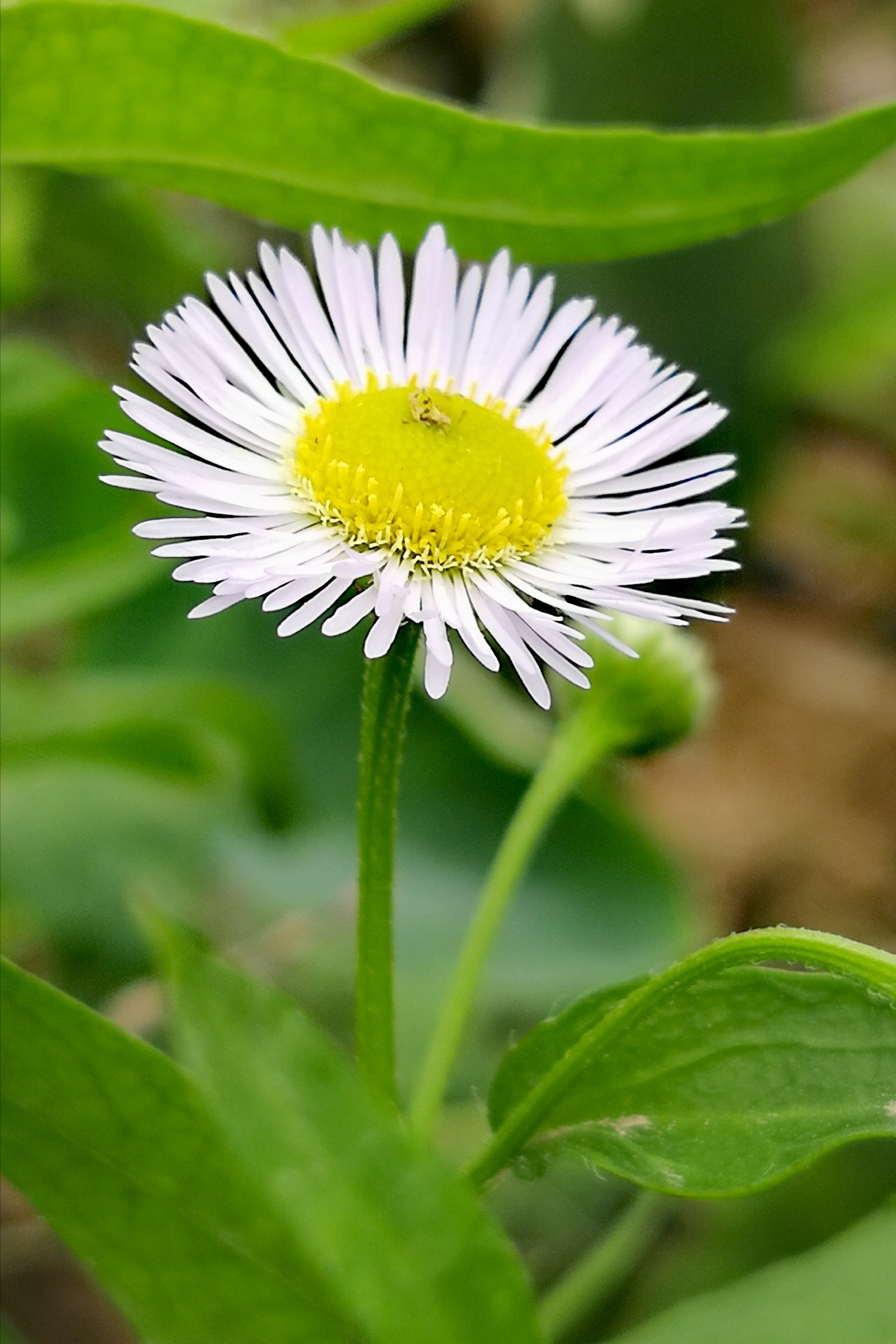 一年蓬摄影原创首发
