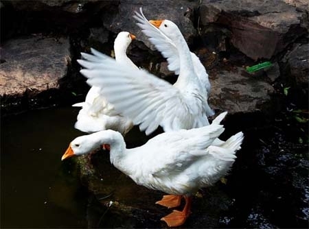 雄诗豪歌同题咏鹅