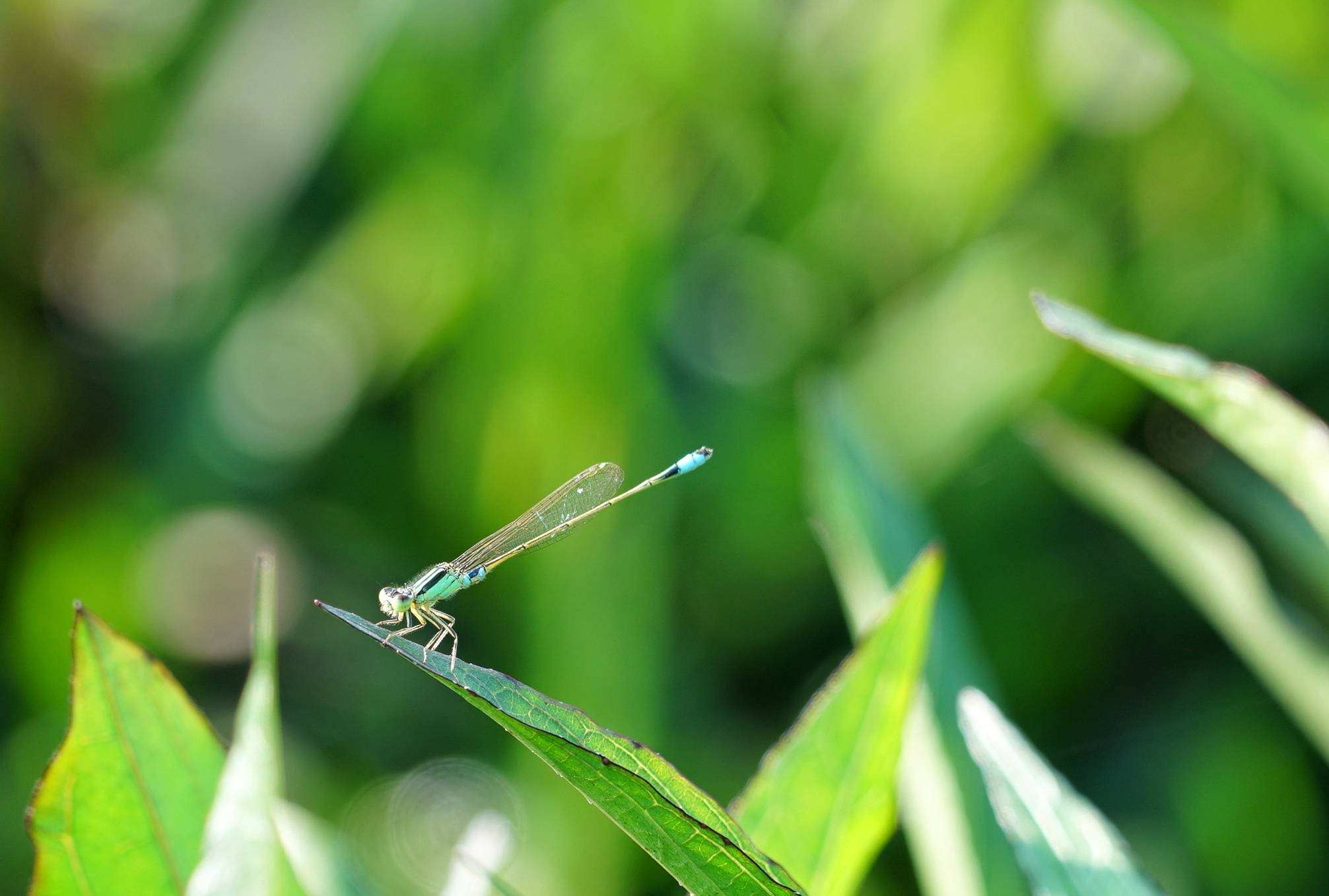 豆娘是一种颜色鲜艳的食肉昆虫,它的食物主要是体型小的蚊,蝇