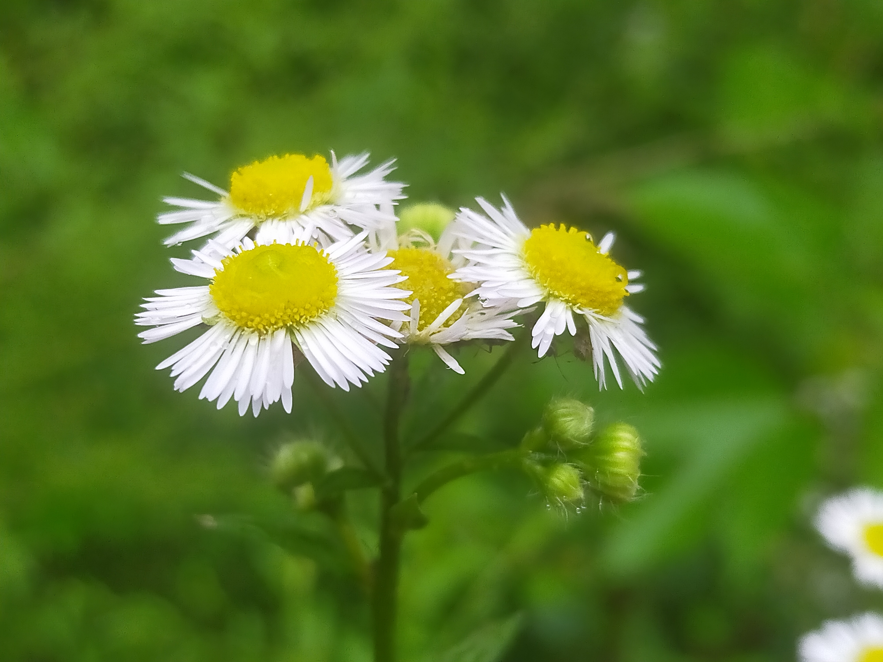 素雅之花飞蓬【ⅤⅤ首发】