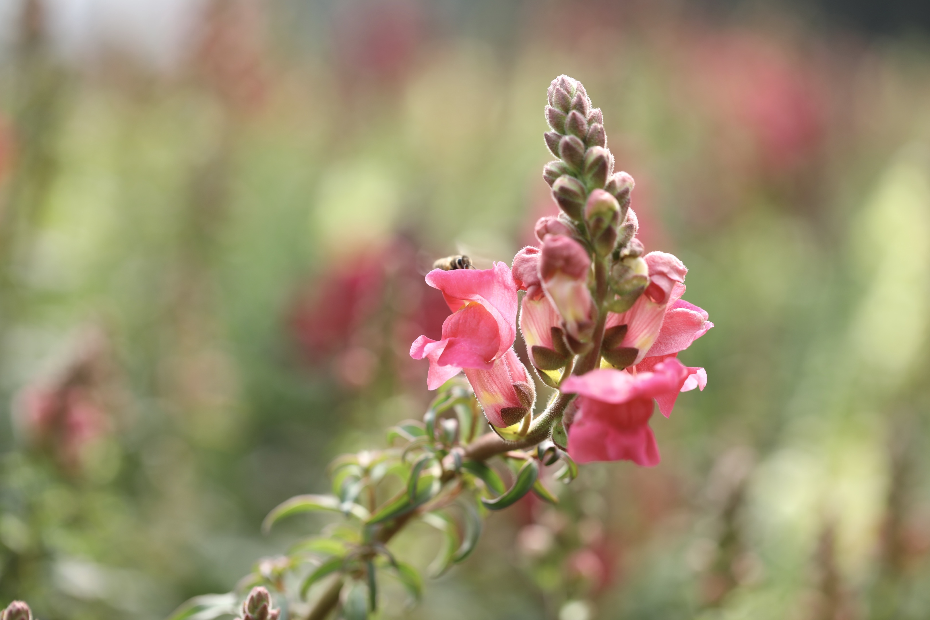 首发粉色金鱼草