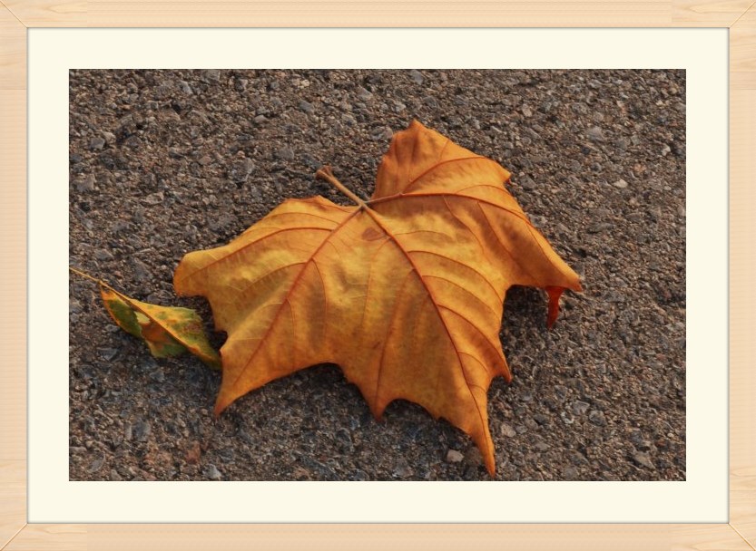 《落叶飘零》作者:陈晨.诵读:莹丽亿番洛瓦