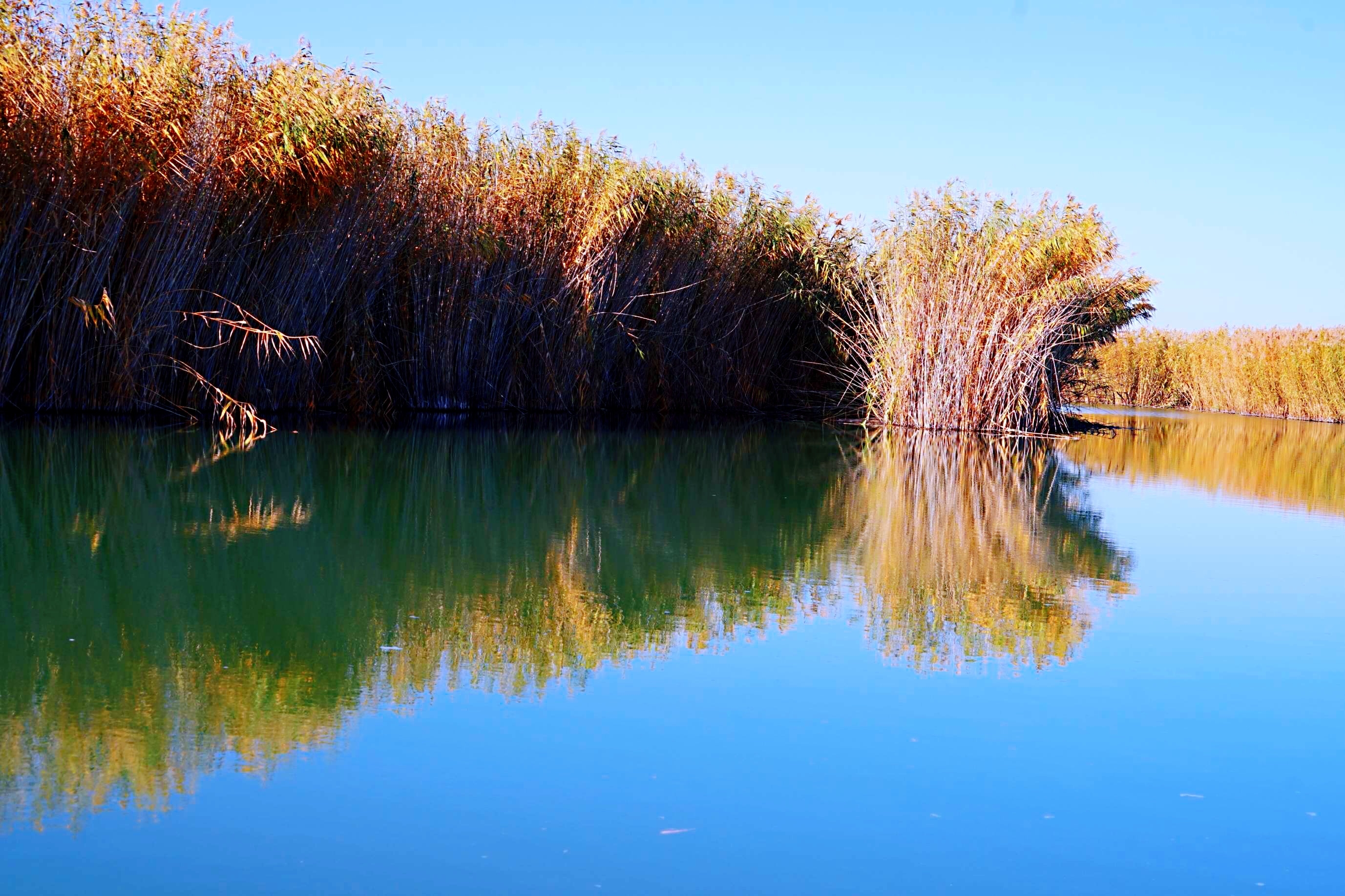 《新疆~博斯腾湖湿地》 摄影:道法自然
