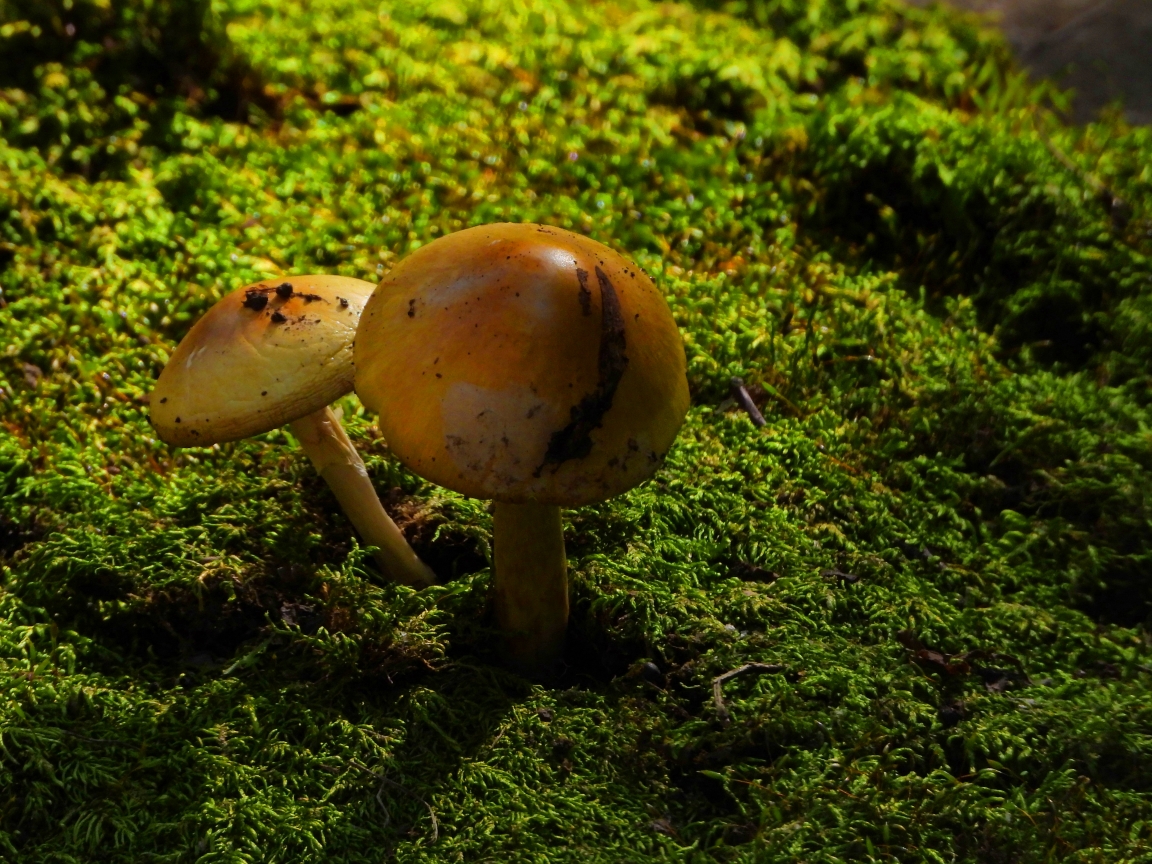 野生小蘑菇2020年9月18日摄於千山大安寺