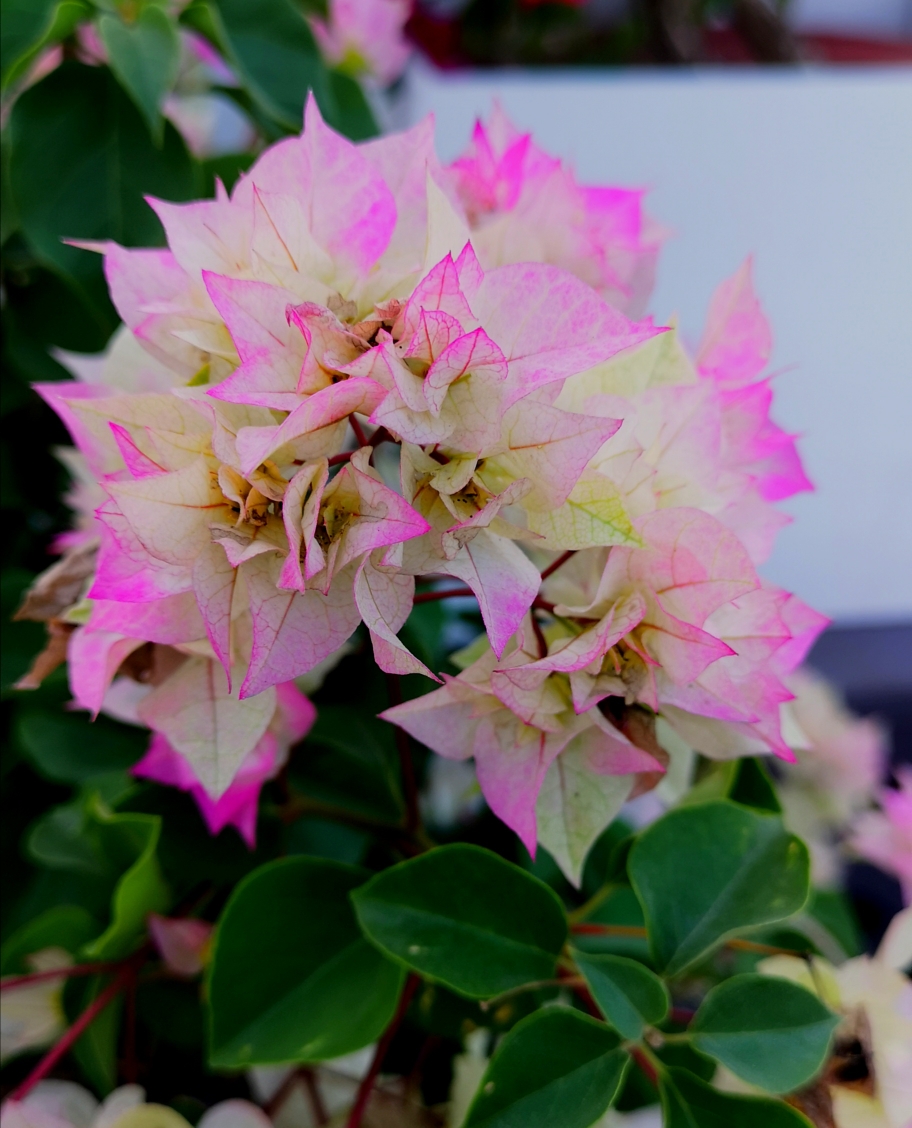 五彩斑斓勒杜鹃