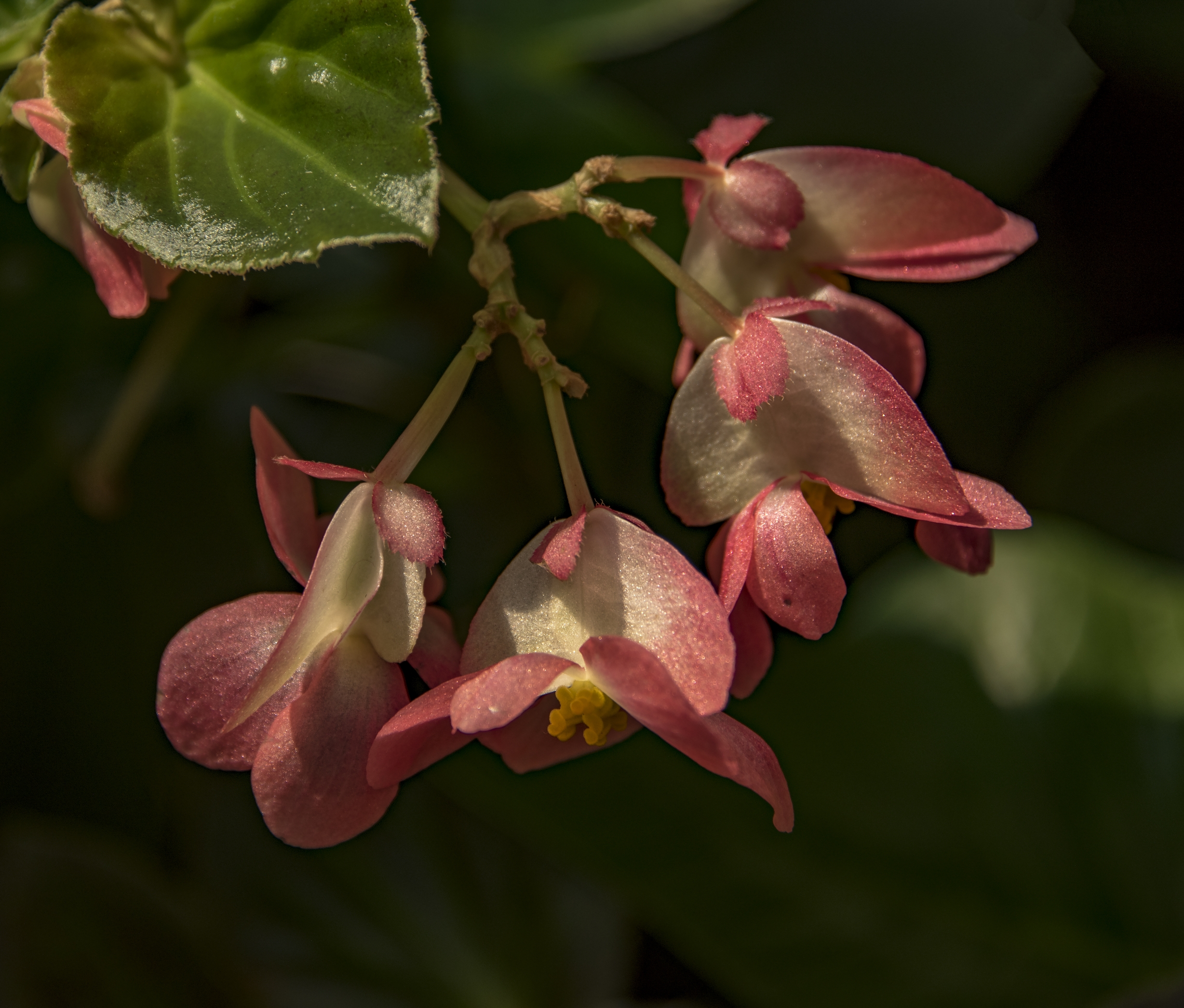 小花秋海棠【首发】