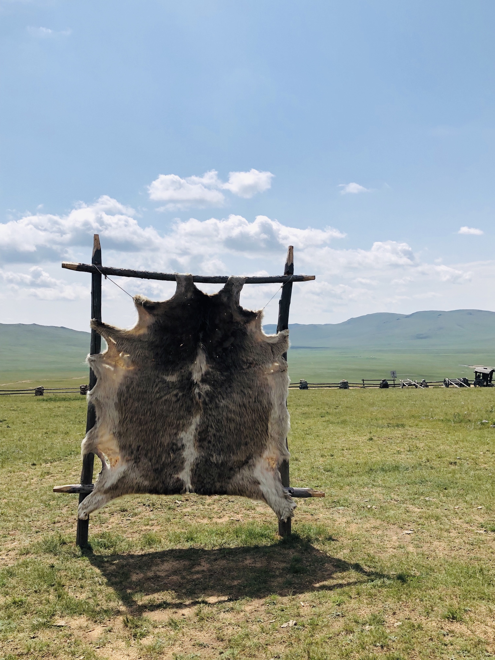 在风干一张白狼皮