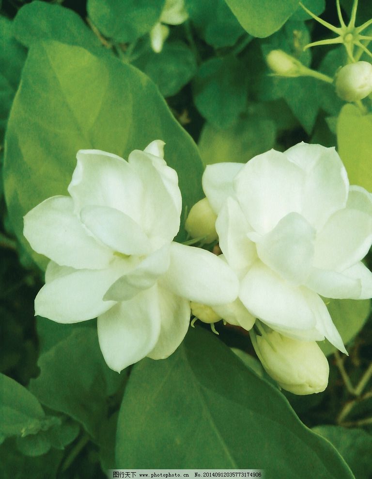 简洁演唱《东方茉莉》词:李荫保曲:罗云进