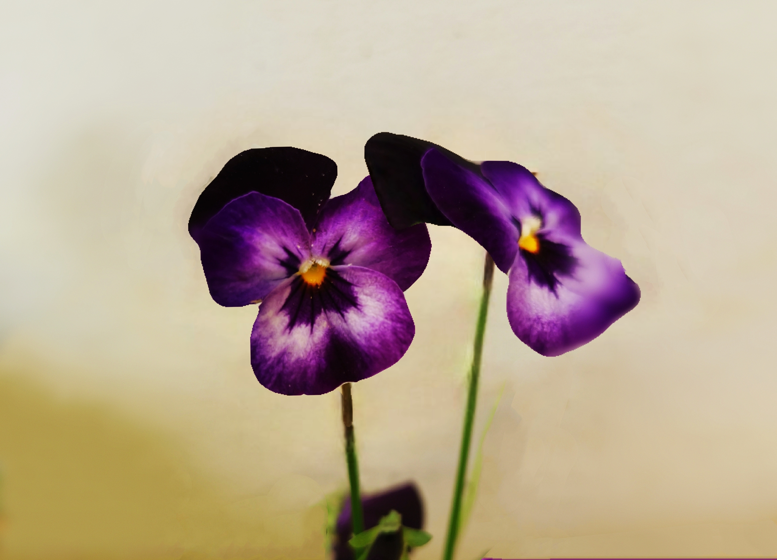 紫色角堇图片图片