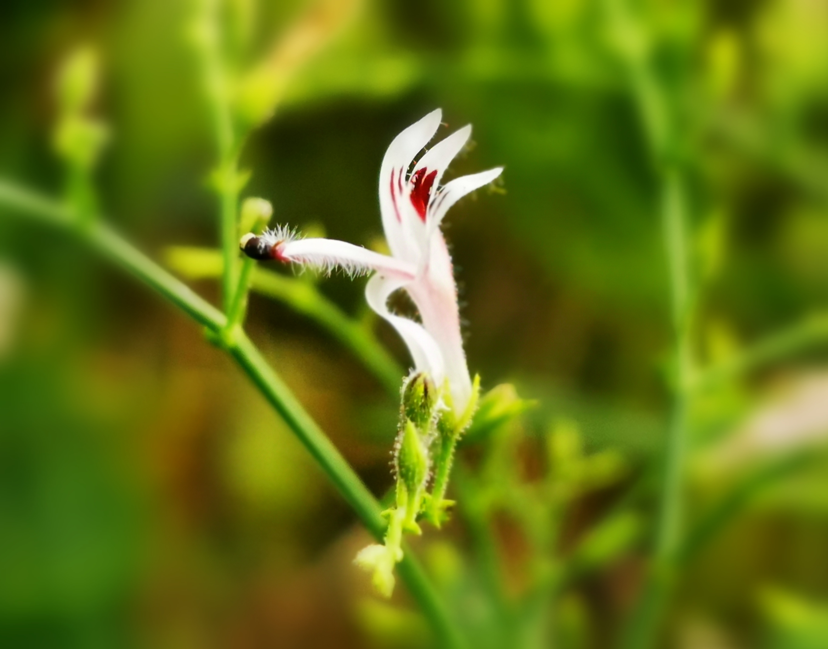 穿心莲,又名春莲秋柳.春天开花,秋天枝叶枯萎垂下,如柳树.