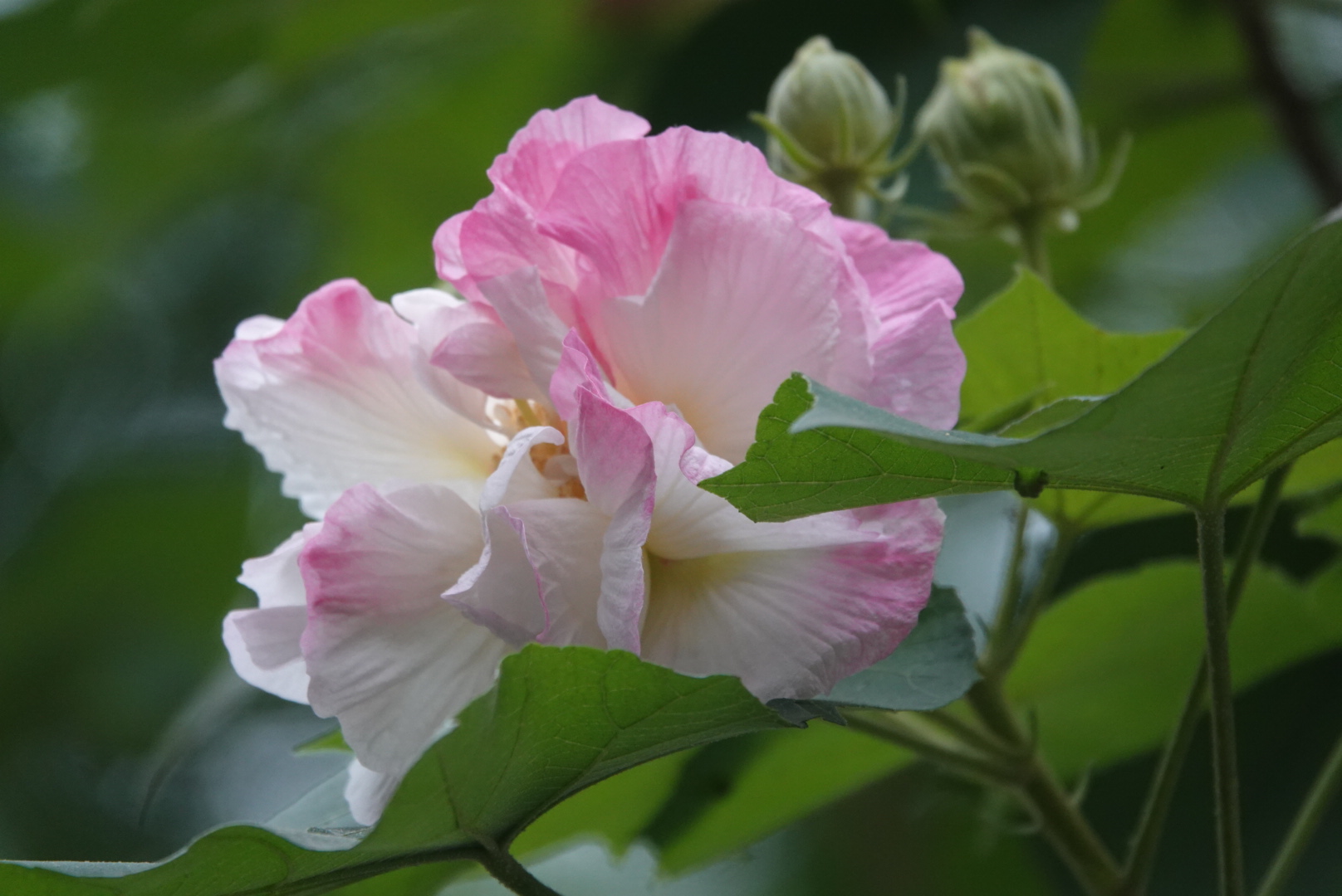 醉了唯美唯妙的芙蓉花vv首发二