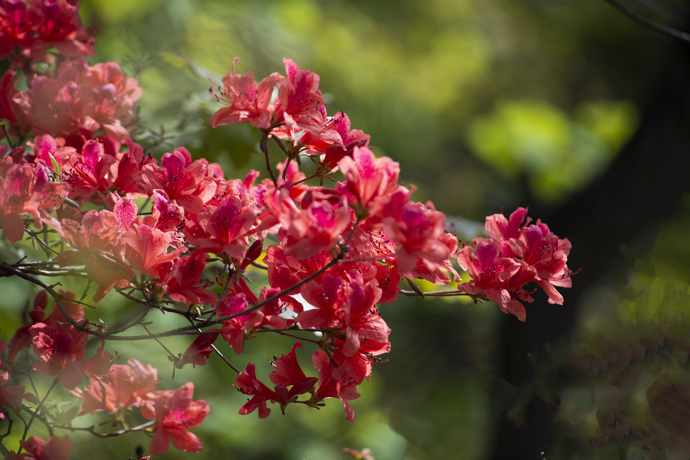 杜鹃花开春满园,人间最美四月天