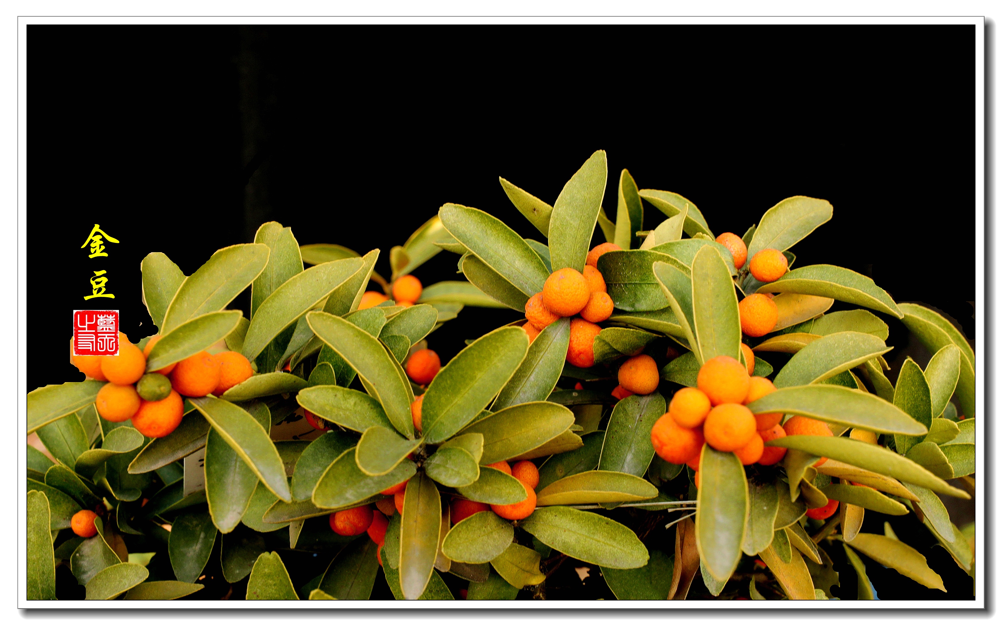 首发红灿灿的金豆