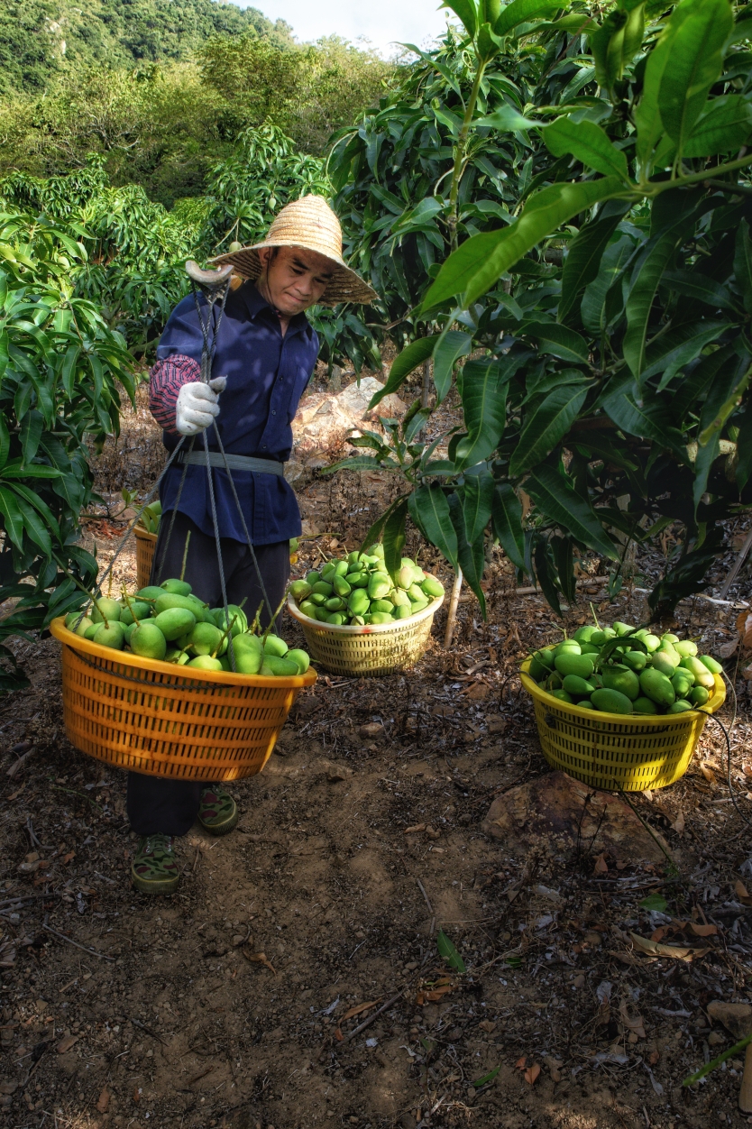 山营山坡摘芒果
